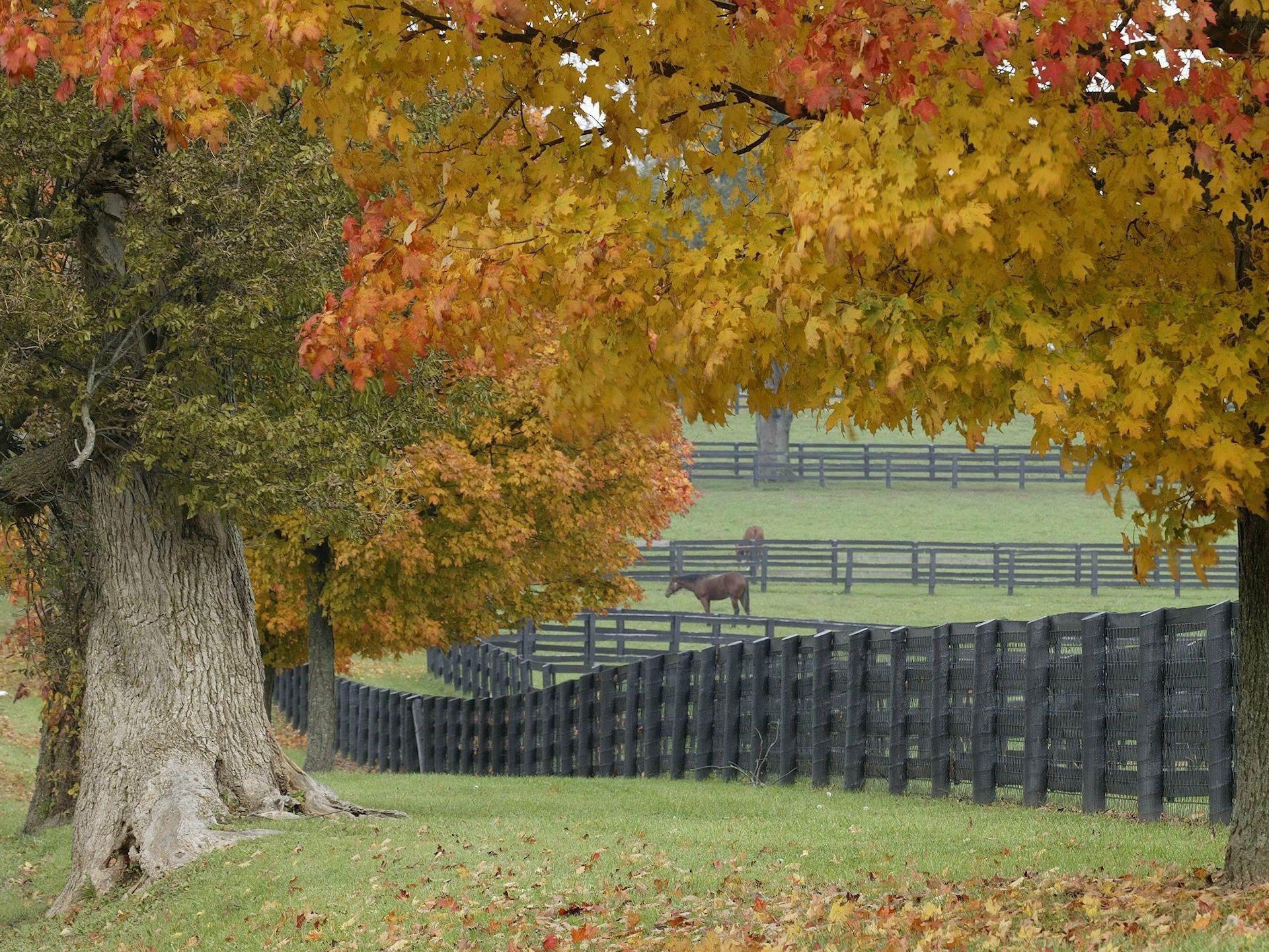 1920x1440 Horses in Autumn Desktop Wallpaper