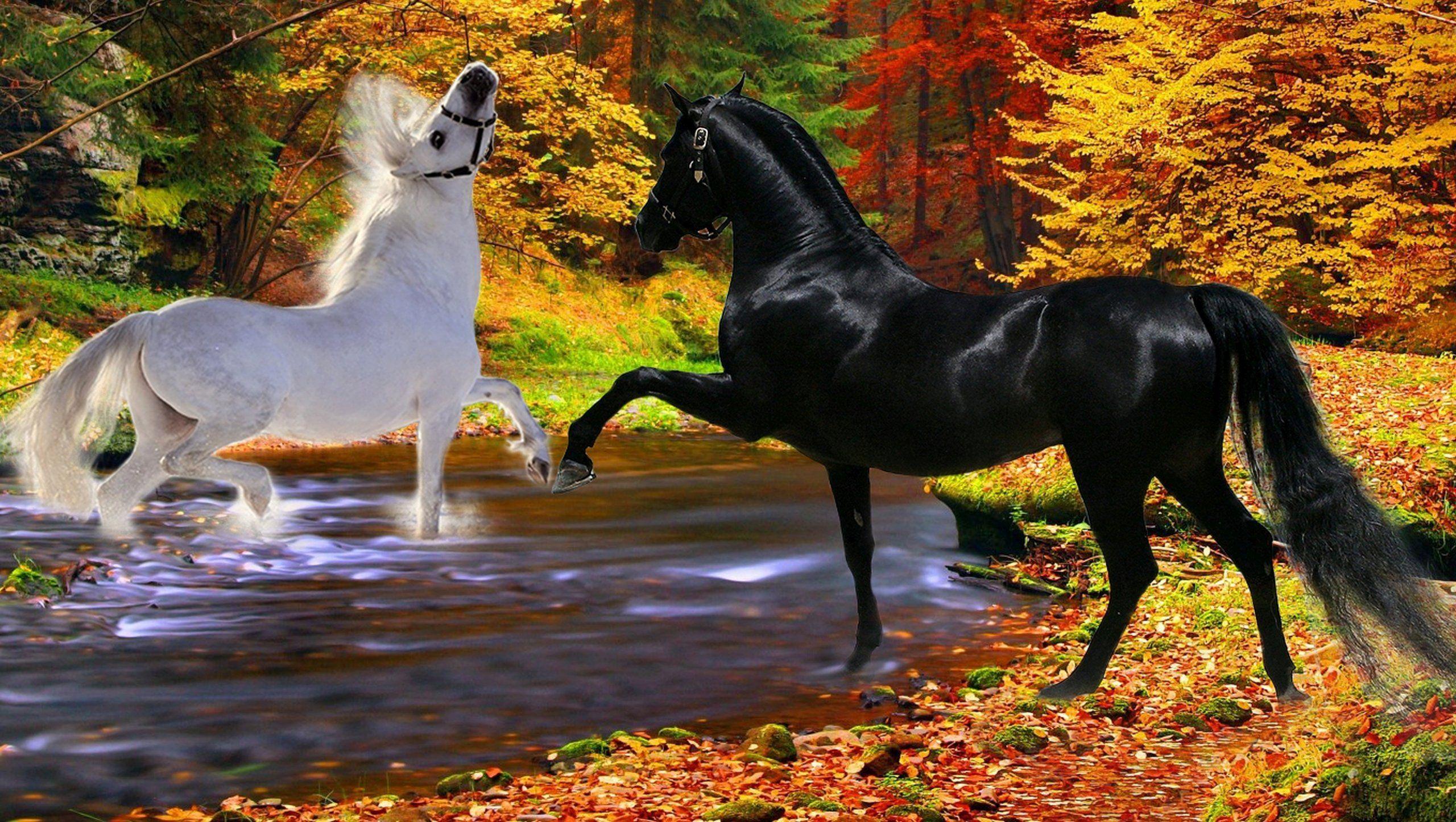 Обои на рабочий лошадь. Красивые лошади. Лошади на природе. Лошадь в осеннем лесу. Priroda loshat.