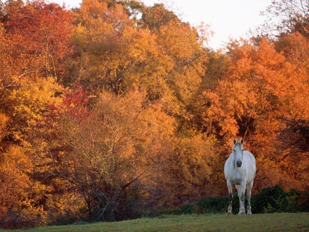 1024x768 Free download 50 Autumn Horse Wallpaper Download