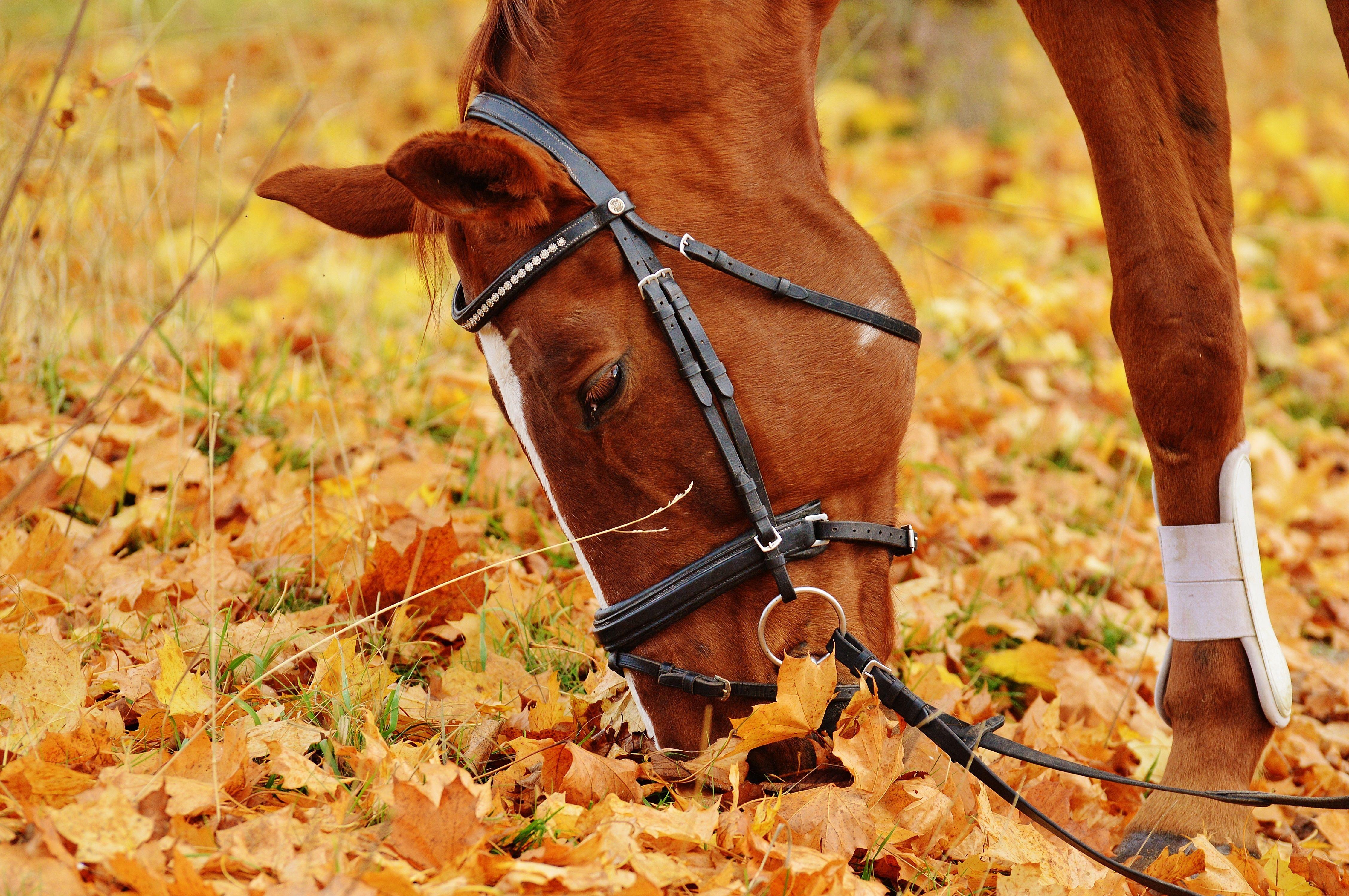 4512x3000 Brown Horse Eating Image. Free Stock Image Library