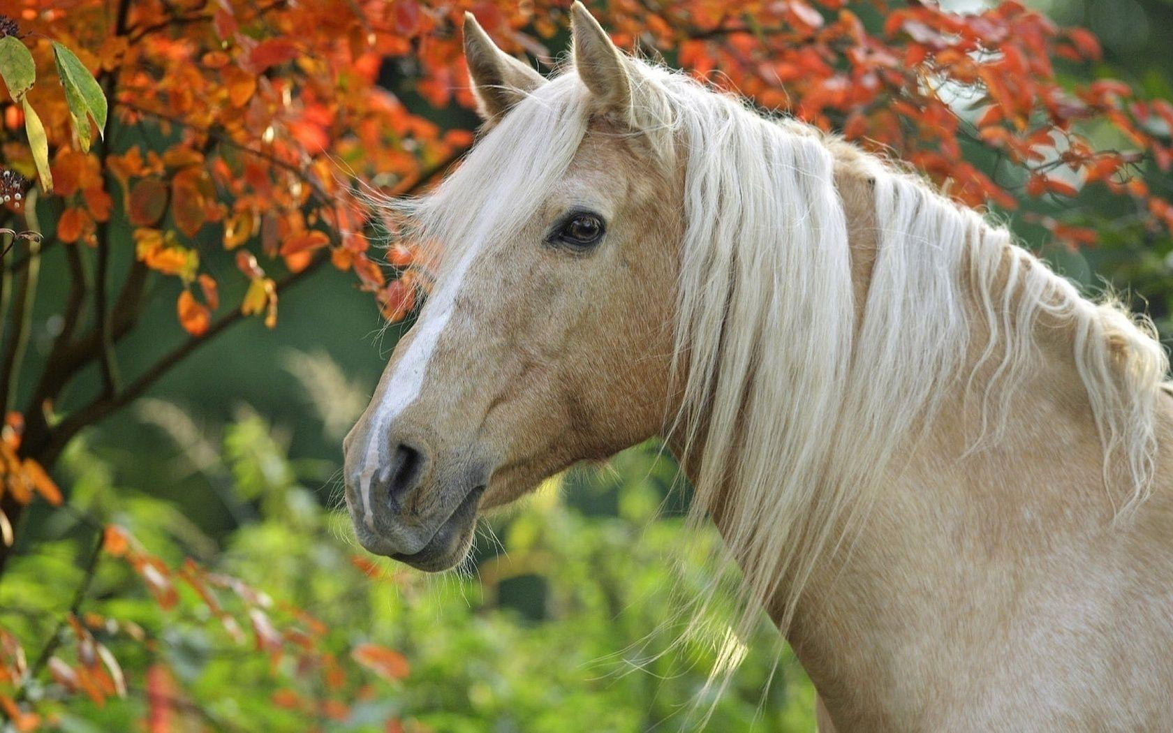 1680x1050 Palomino Horse Wallpaper