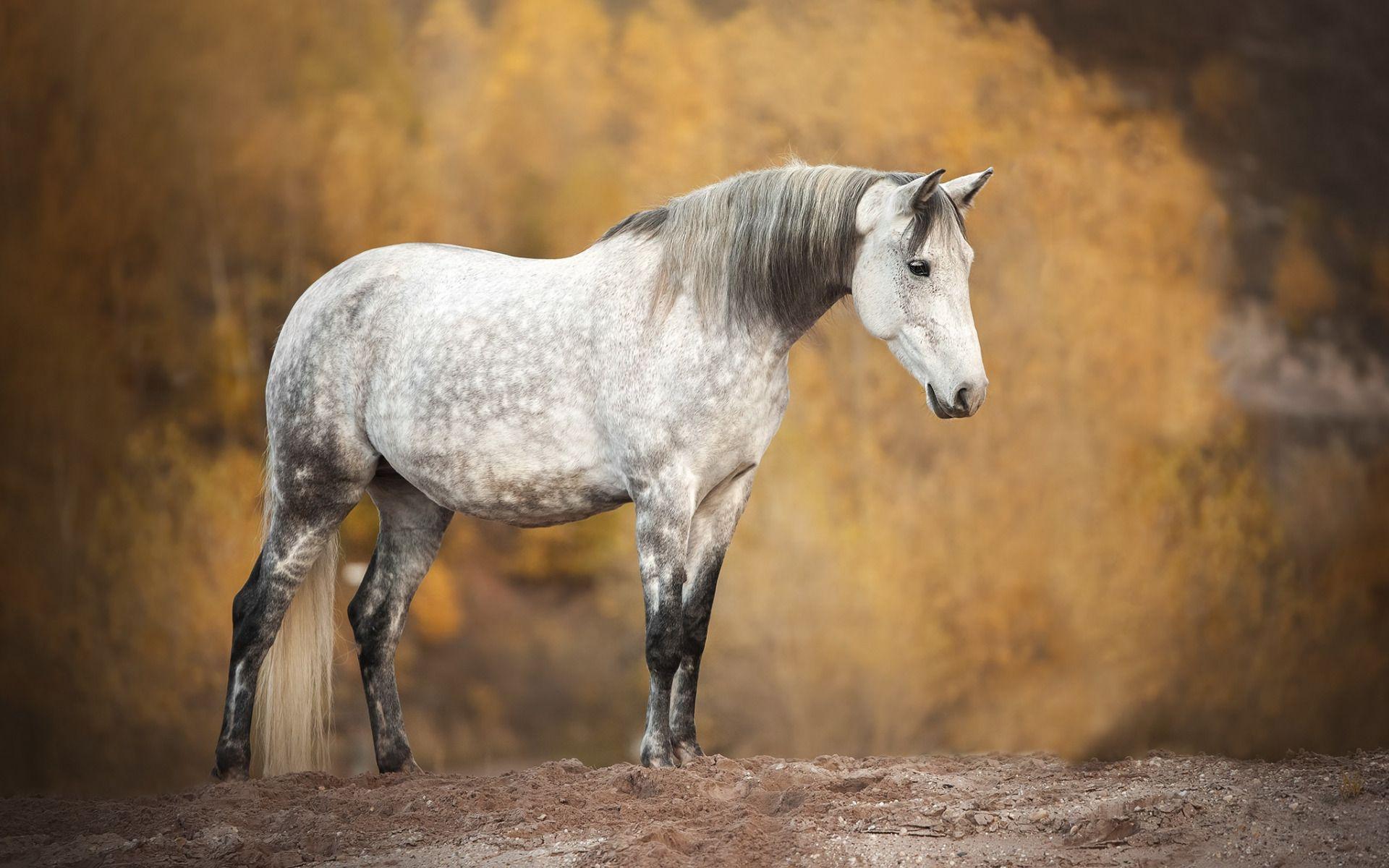 1920x1200 Download wallpaper horse, field, autumn, white horse, wildlife