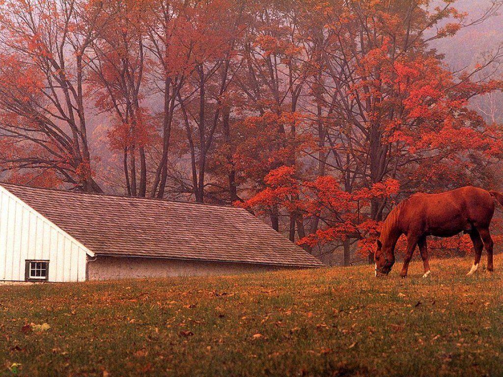 Fall Horse Wallpapers - Top Free Fall Horse Backgrounds - WallpaperAccess
