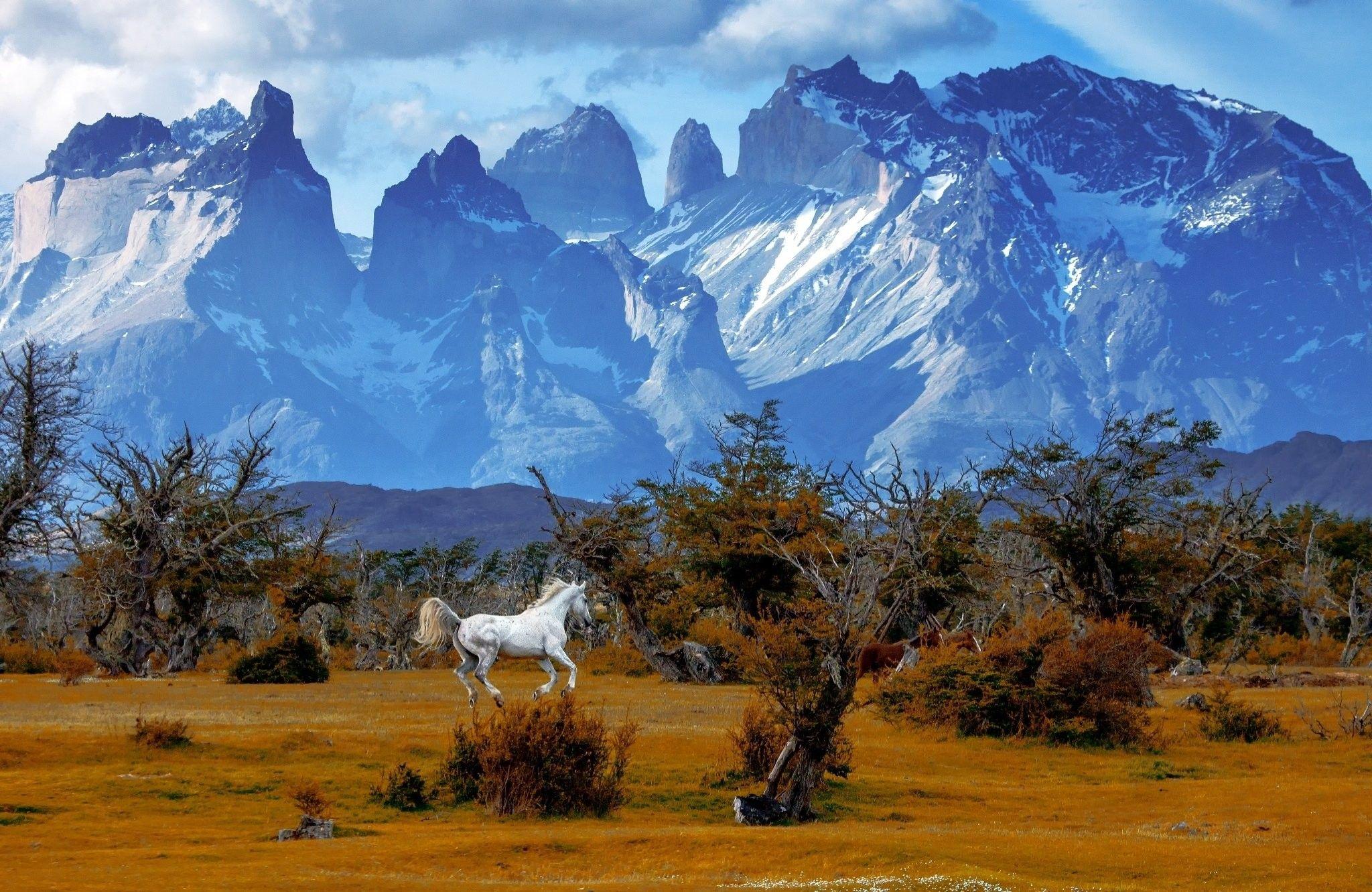 2048x1331 Mountains, Trees, Horse, National, Park, Torres, Del, Paine