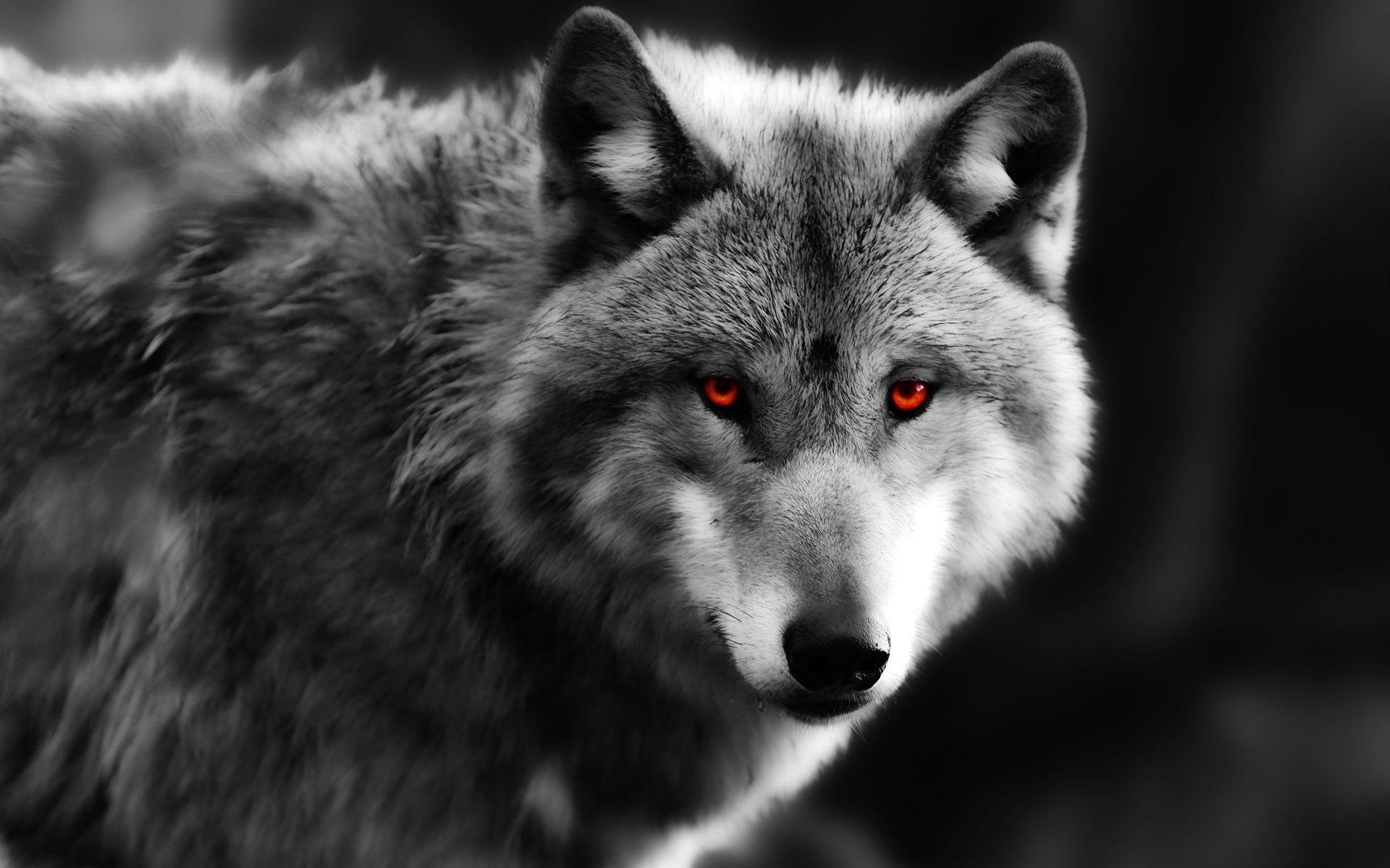1920x1200 Red Eyes Black Dragon Wallpaper Free Download Clip Art Free