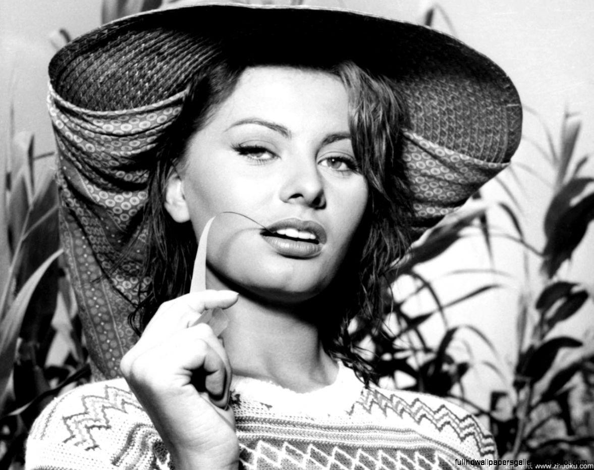 Sophia Loren Wallpapers Top Free Sophia Loren Backgrounds