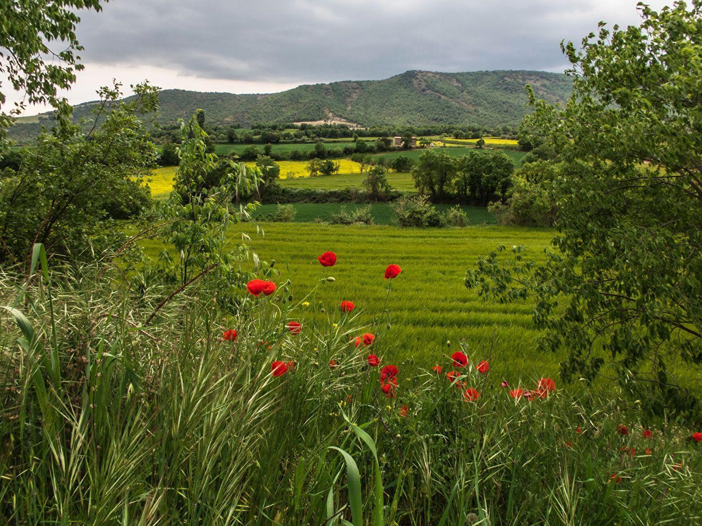 1365x1024 Desktop Wallpaper Spain Catalonia Nature Hill papaver Grasslands
