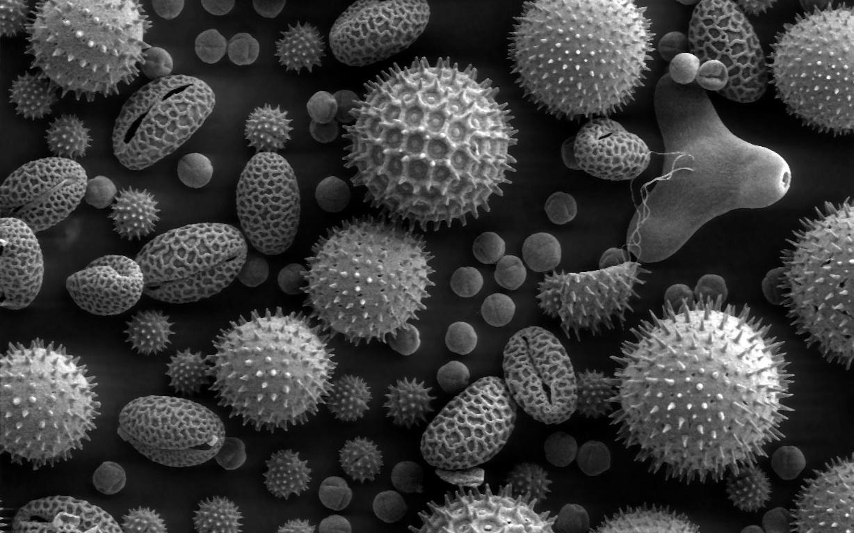 1228x766 Micro Organisms Computer Wallpaper