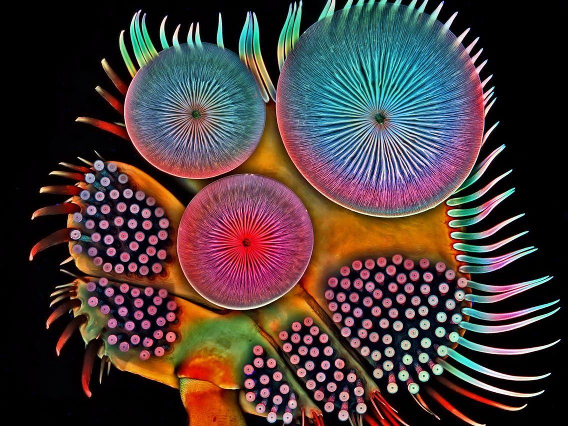 Microscopic Wallpapers - Top Free Microscopic Backgrounds - WallpaperAccess