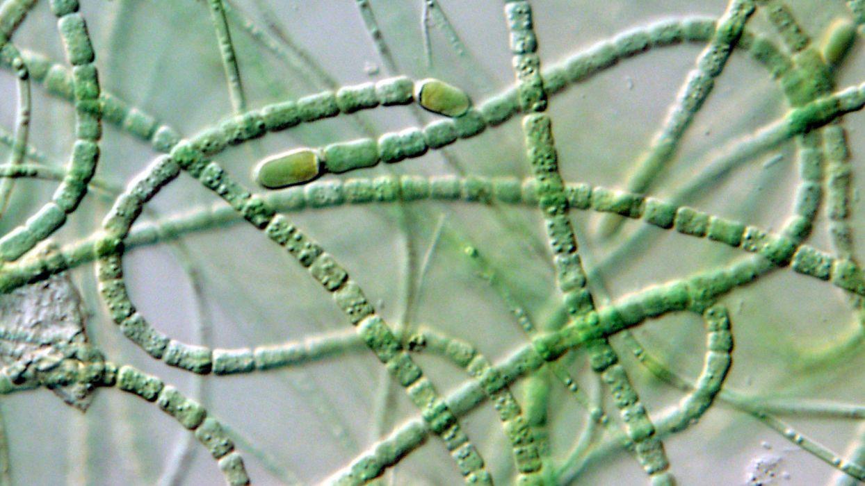 Microscopic Wallpapers - Top Free Microscopic Backgrounds - WallpaperAccess