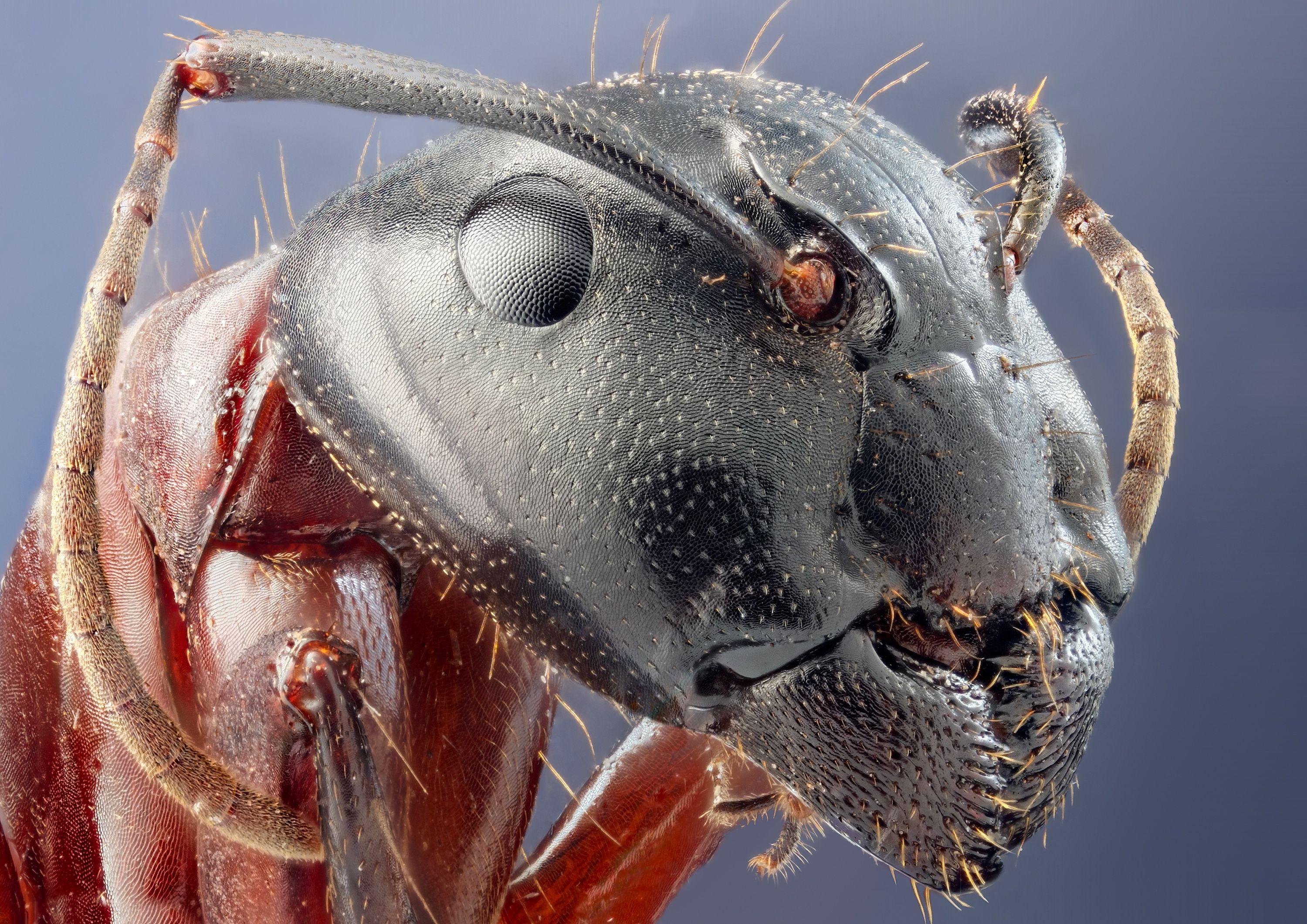3000x2121 animals, insects, ants, head, microscopic wallpaper
