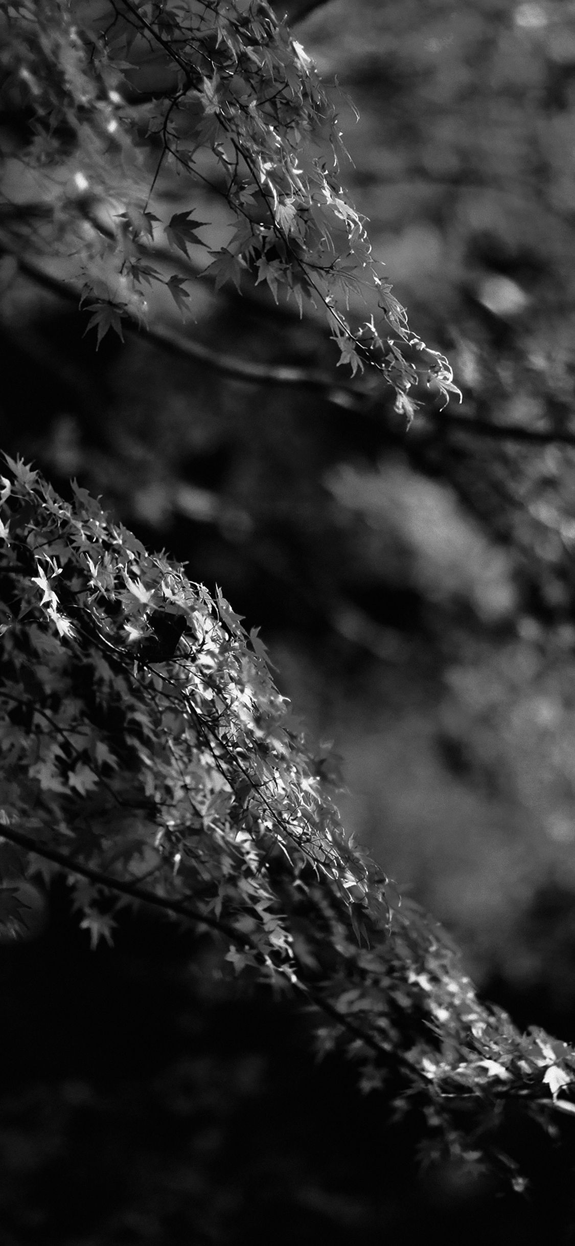 1125x2436 iPhone X wallpaper. japanese maple tree fall nature black and white