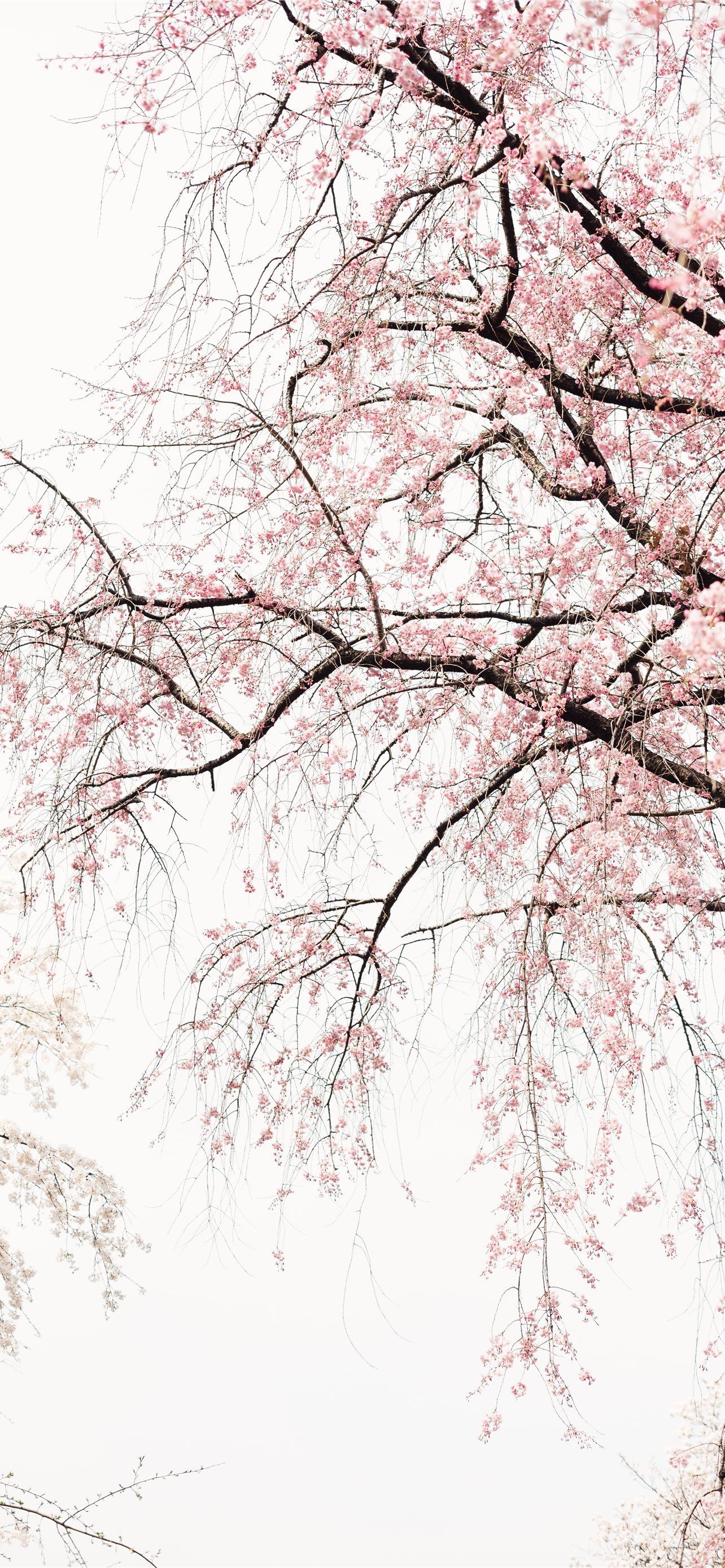 1284x2778 black and white trees iPhone Wallpaper Free Download