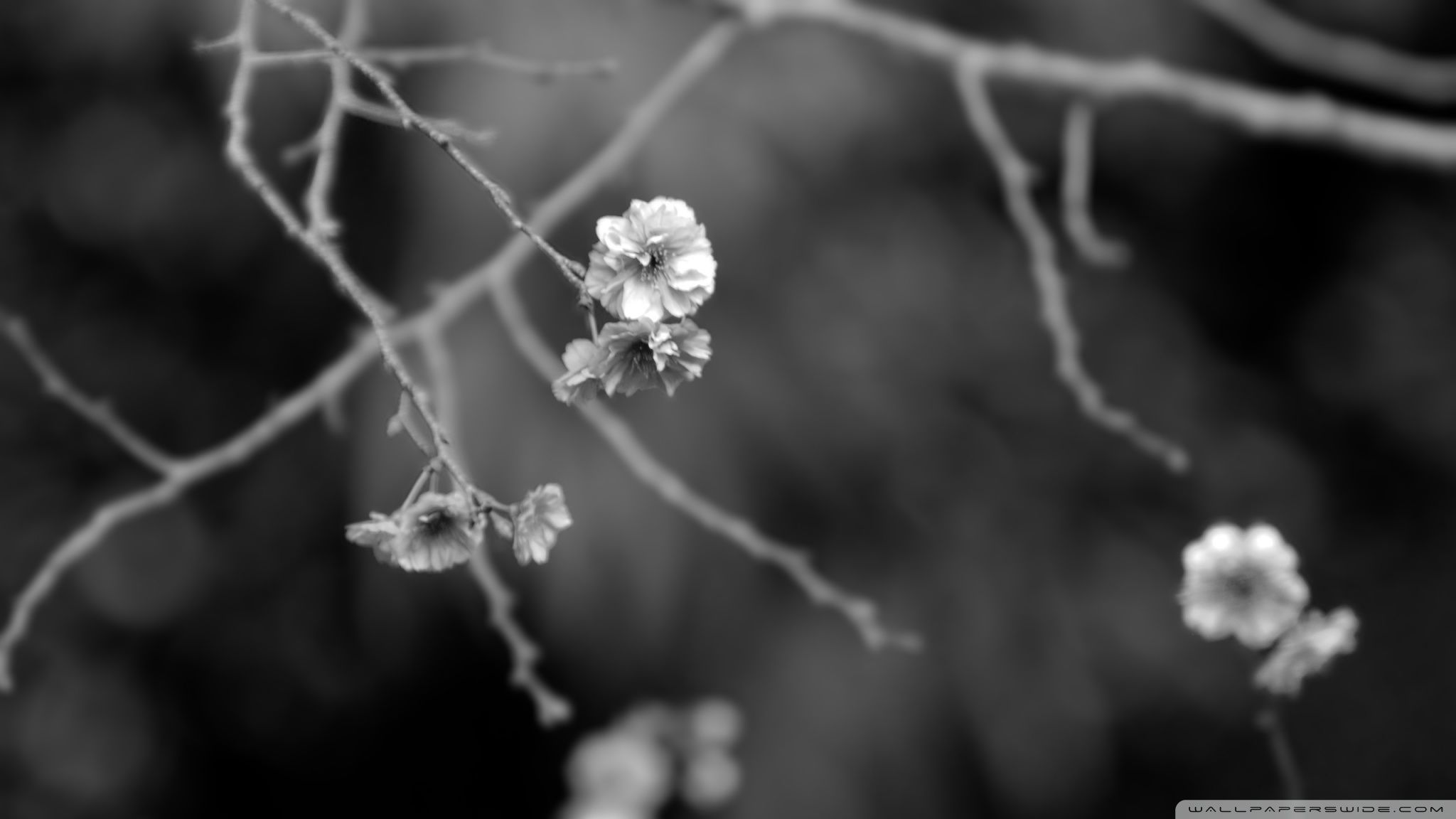 2048x1152 Japanese Garden Black And White 4K UHD Wallpaper for UltraHD Desktop and TV : Dual Monitor : Smartphone and Tablet Devices