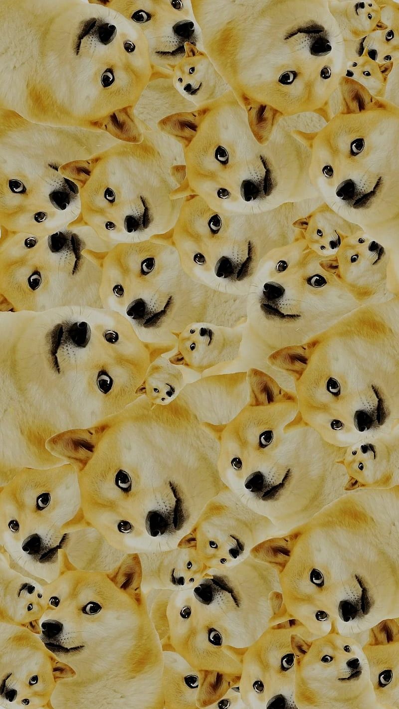 800x1422 HD doge meme wallpaper