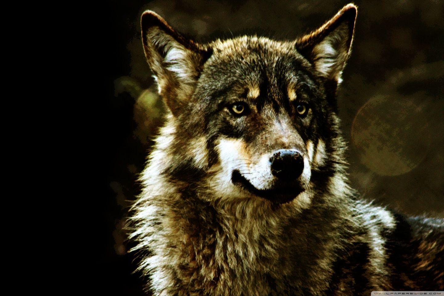 1440x960 Wolf ❤ 4K HD Desktop Wallpaper for 4K Ultra HD TV • Tablet