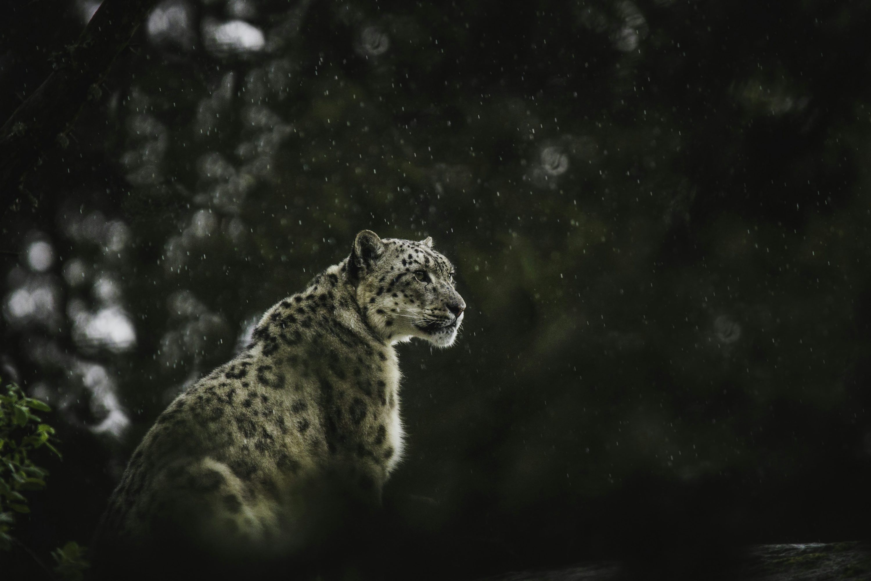 3000x2000 1K+ Snow Leopard Picture. Download Free Image