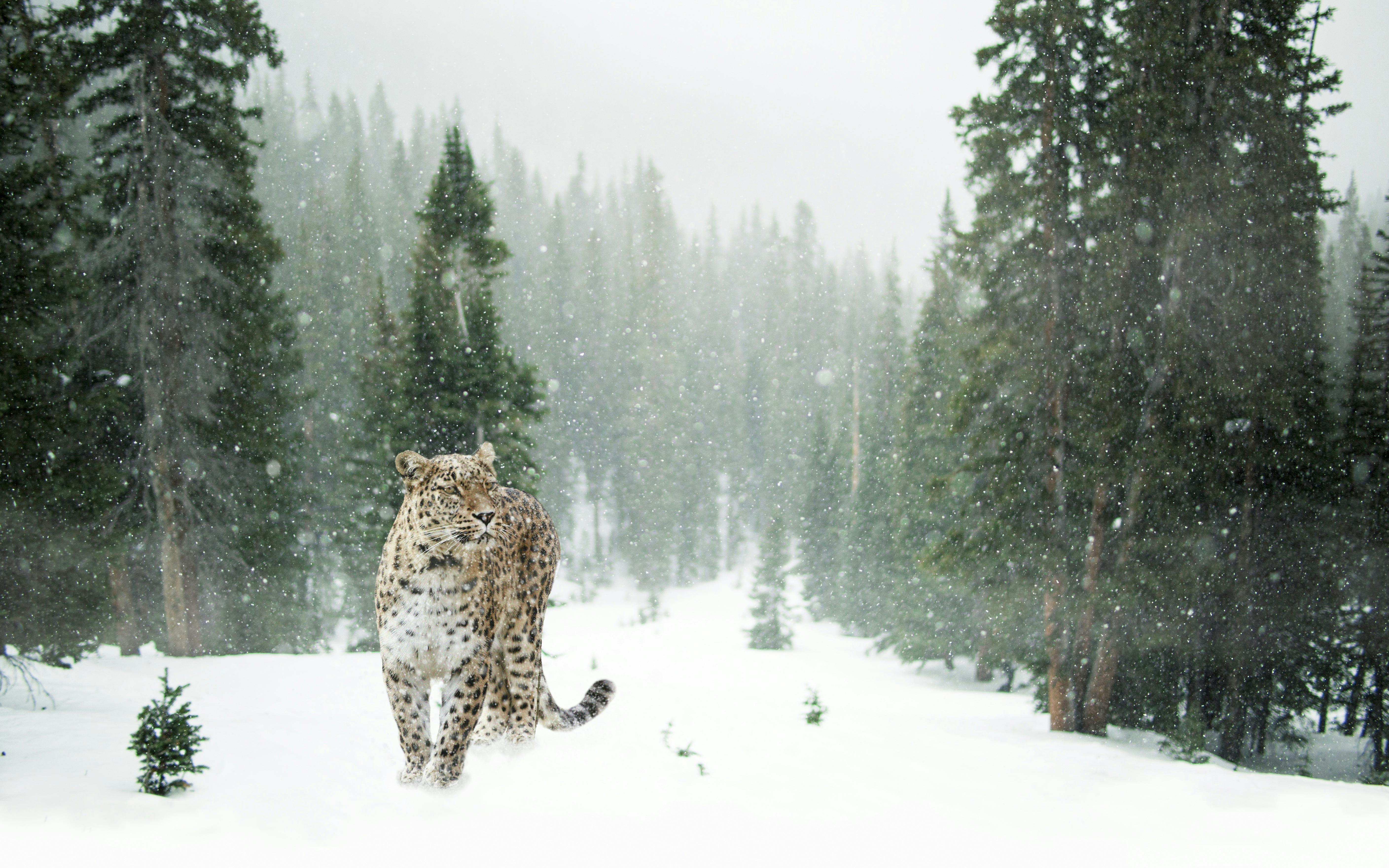 5634x3521 Snow Leopard Photo, Download The BEST Free Snow Leopard & HD Image
