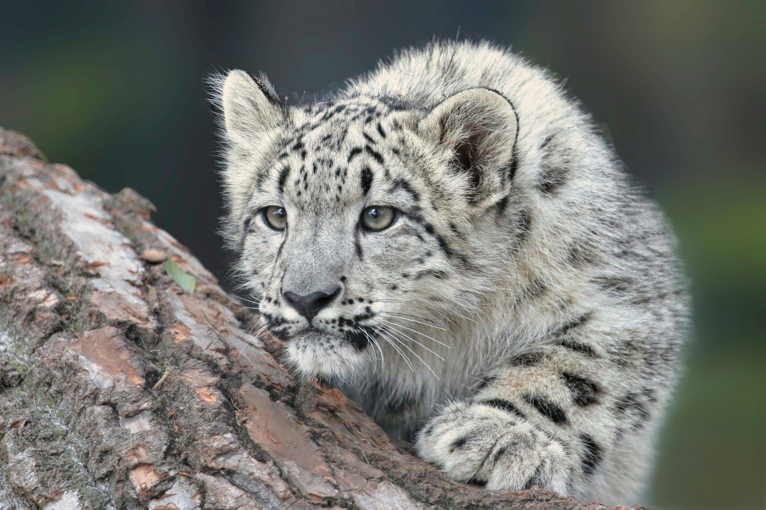 3000x2000 1K+ Snow Leopard Picture. Download Free Image