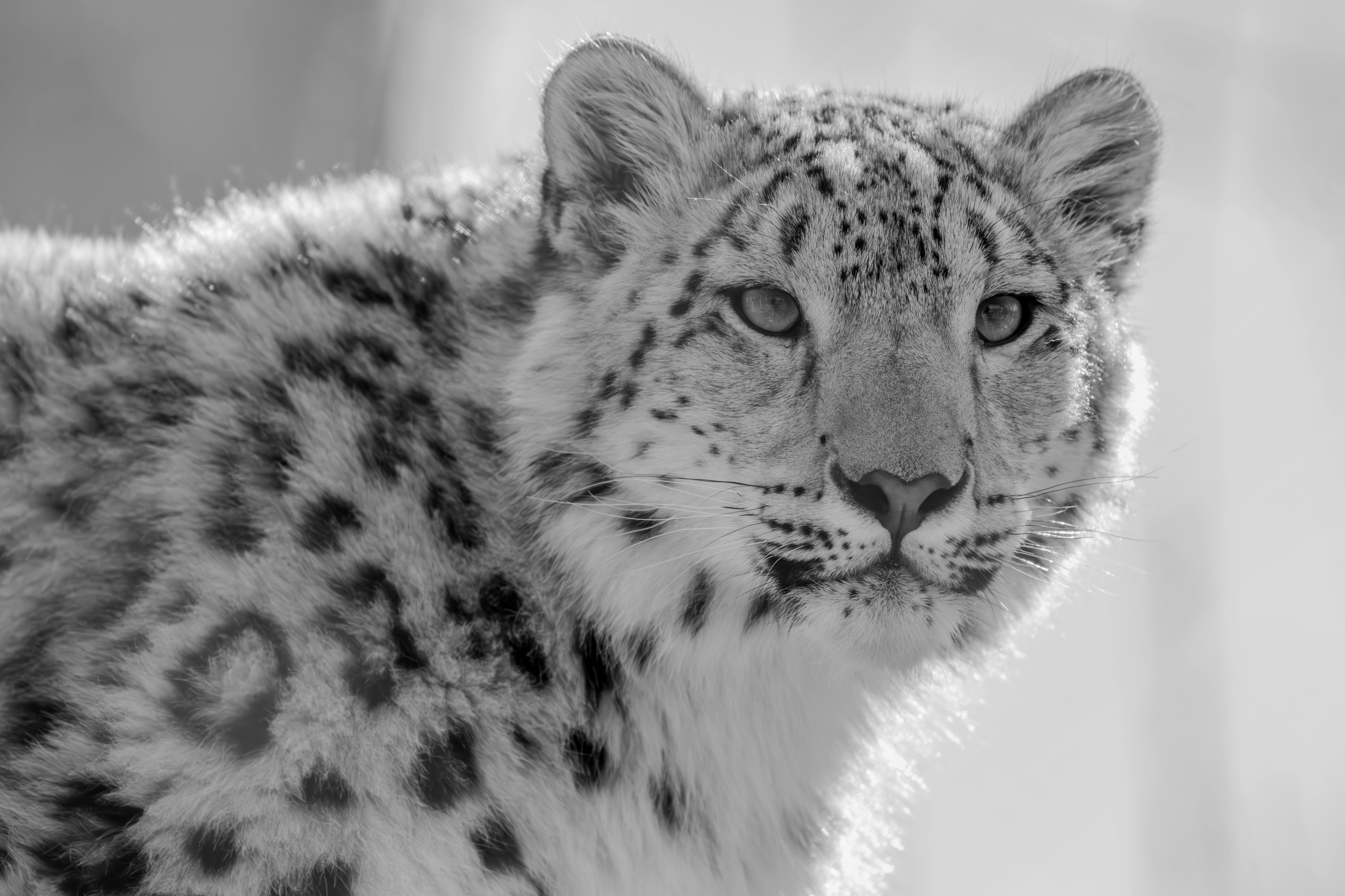 8192x5461 Snow Leopard Photo, Download The BEST Free Snow Leopard & HD Image