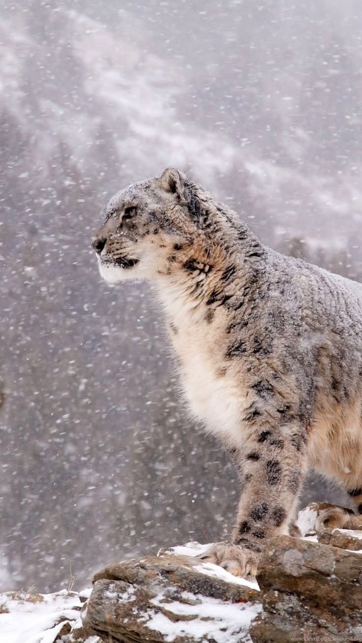 736x1308 Snow Leopard in Winter
