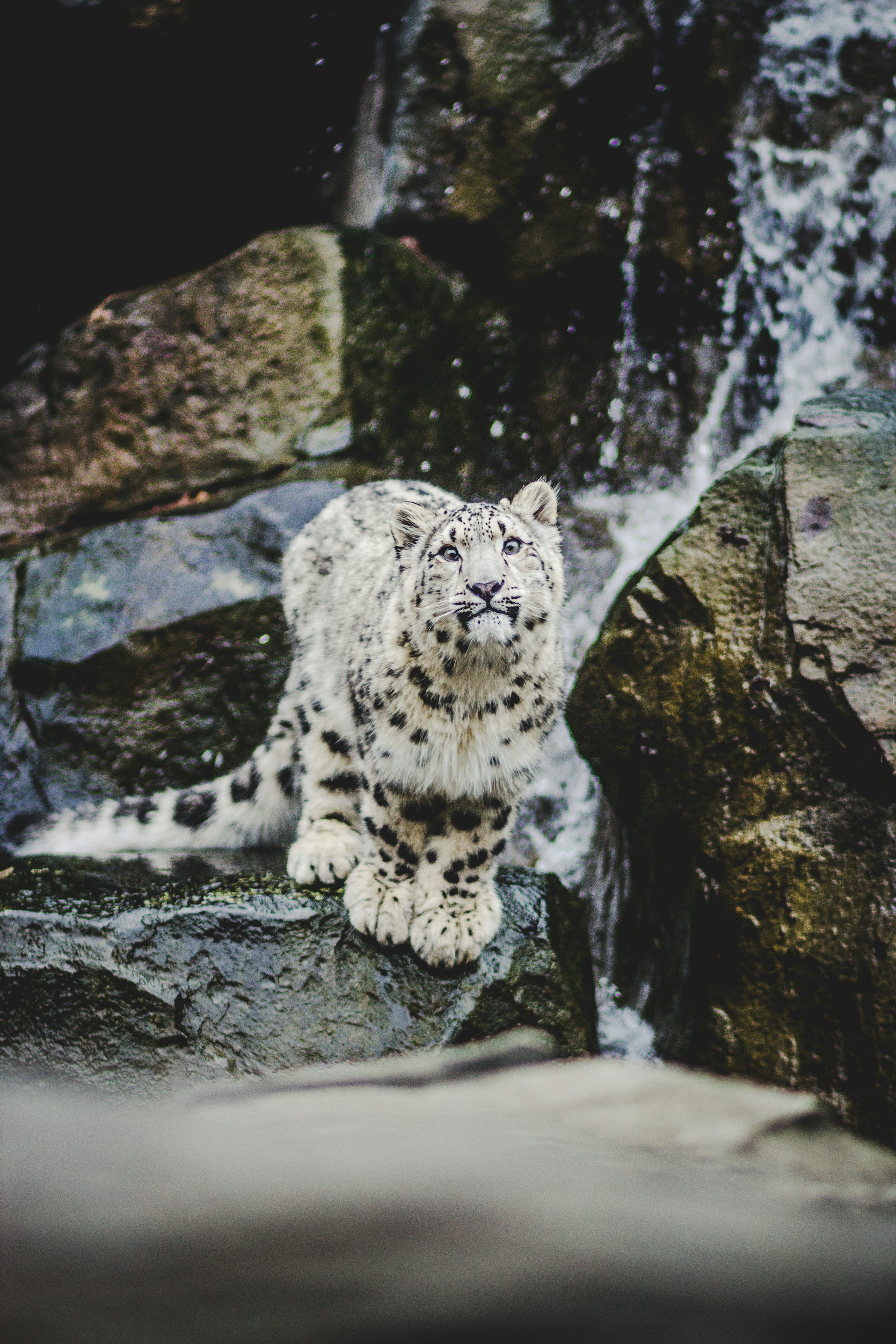3000x4500 1K+ Snow Leopard Picture. Download Free Image