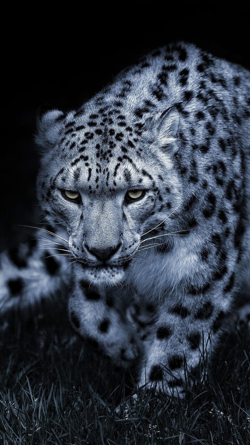 800x1420 Snow Leopard, animal, HD phone wallpaper