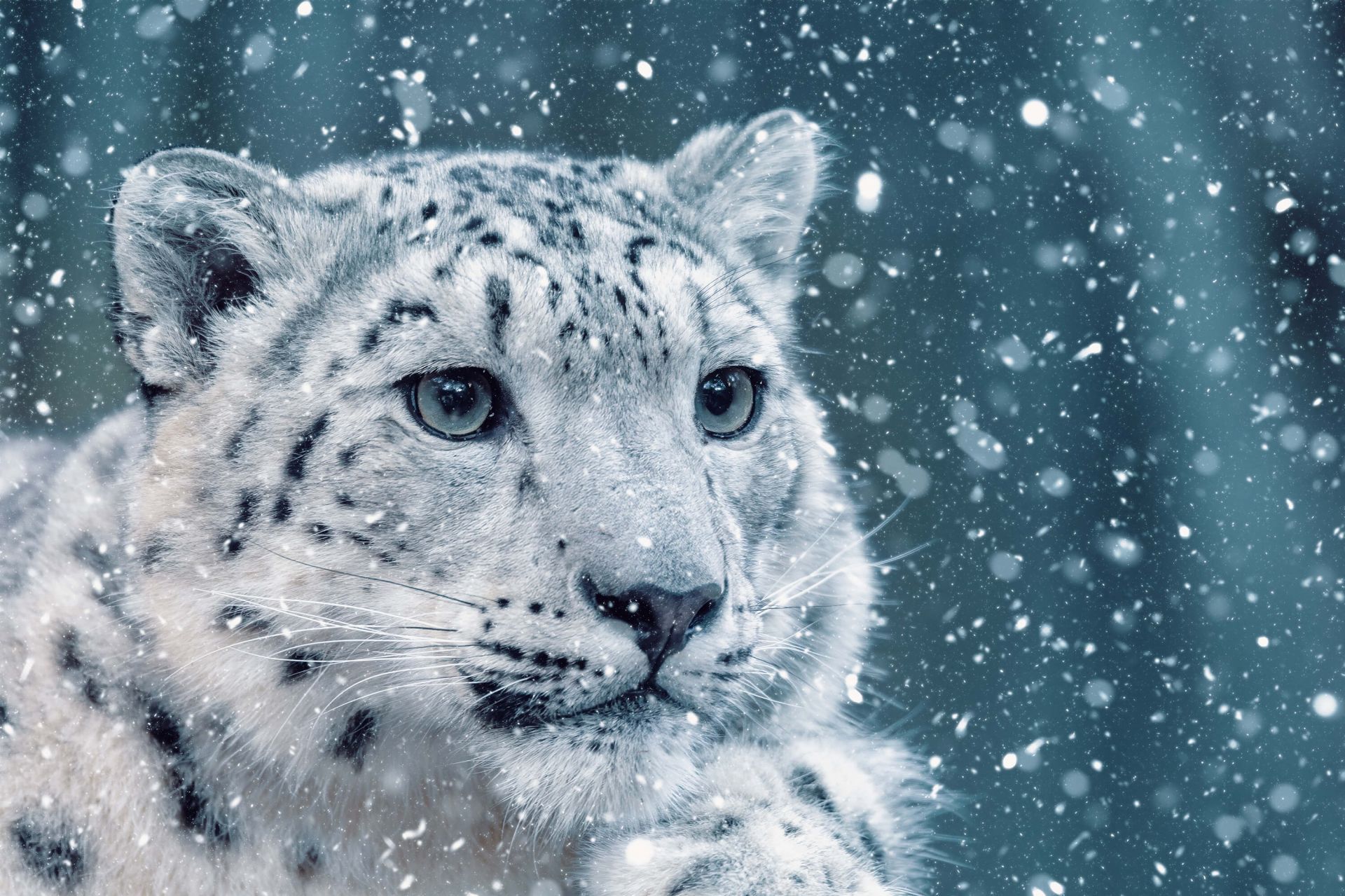 1920x1279 Snow leopard
