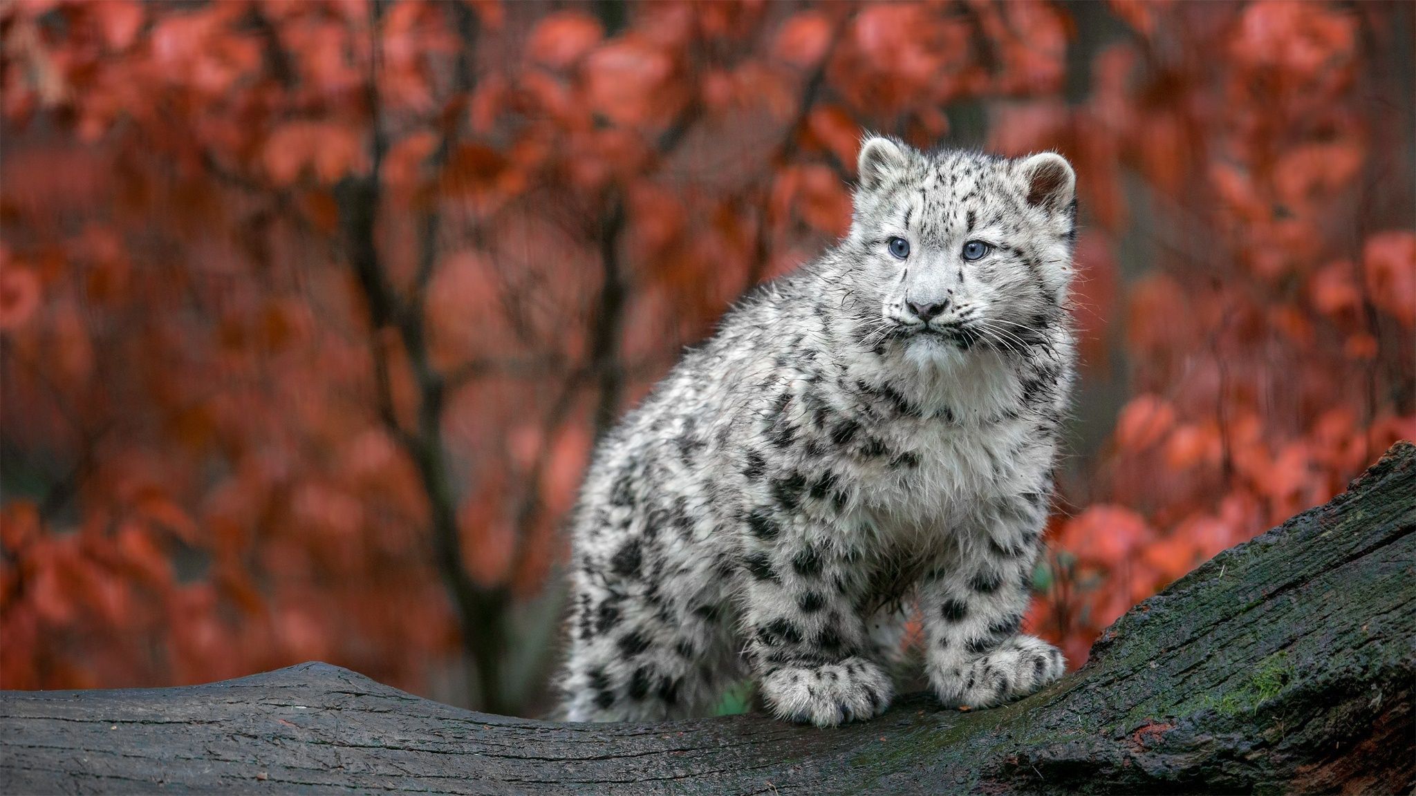2048x1152 Adorable Snow Leopard Cub: A Stunning HD Wallpaper