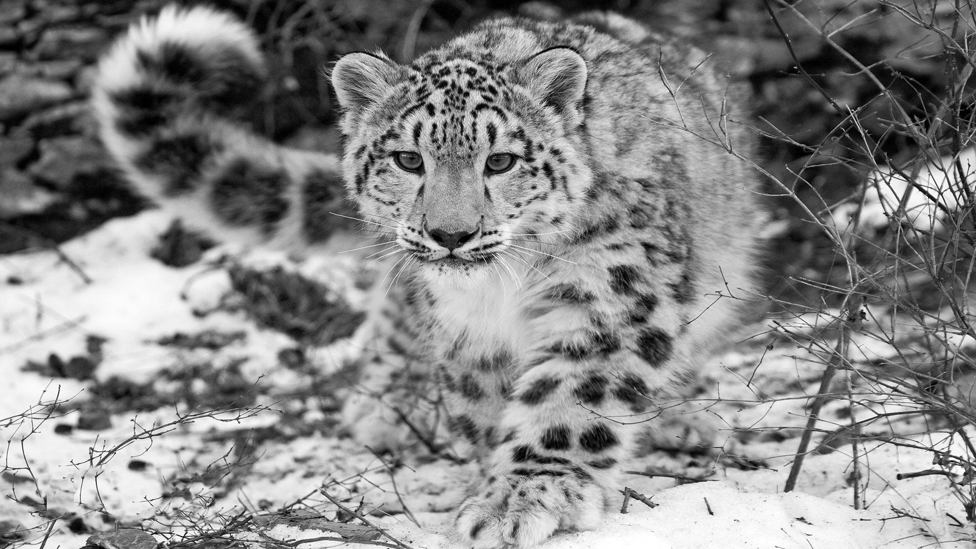 1920x1080 Stunning Black & White Snow Leopard HD Wallpaper
