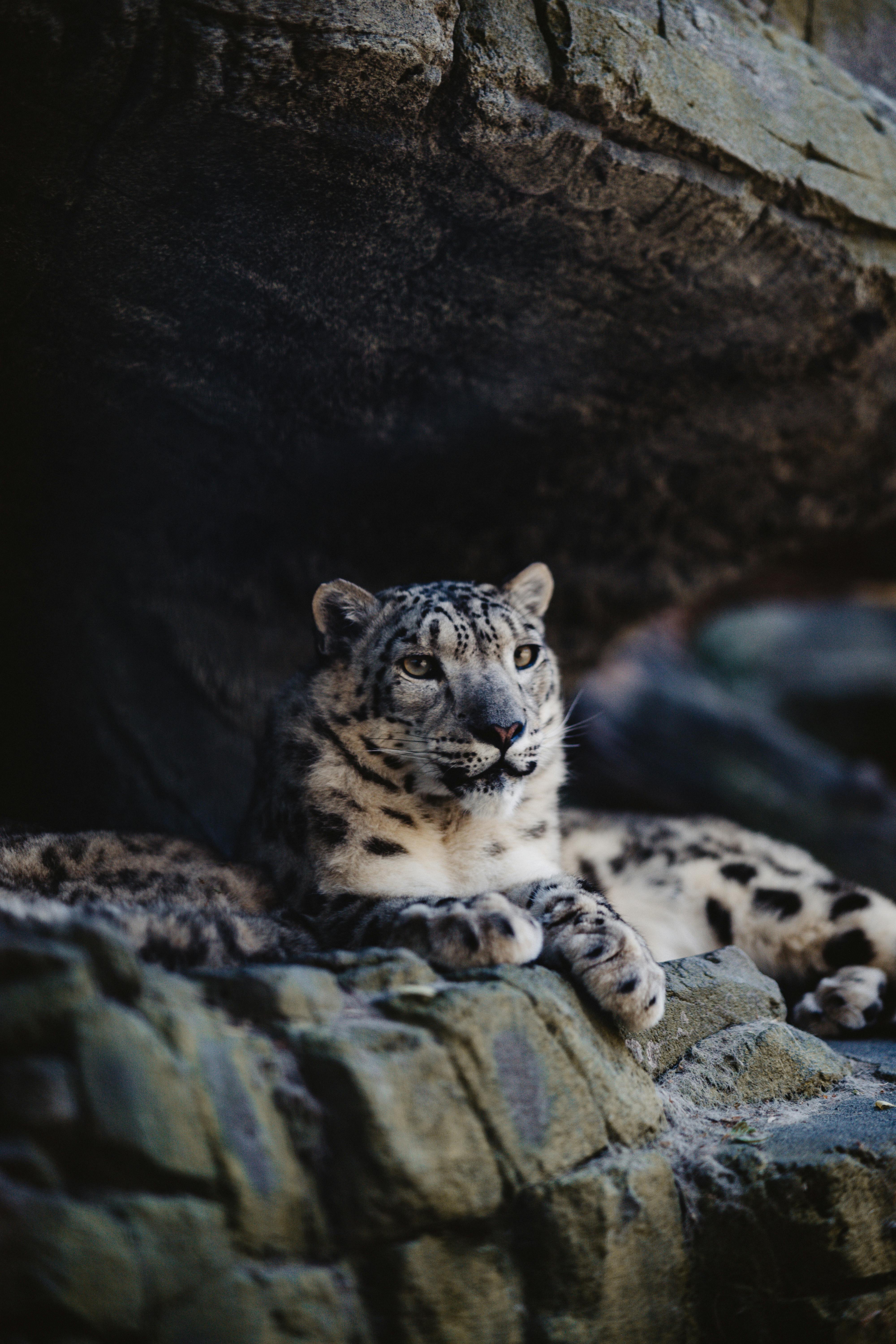 4000x6000 Snow Leopard Lying Down · Free