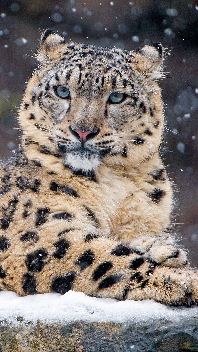 800x1419 Snow leopard, HD phone wallpaper