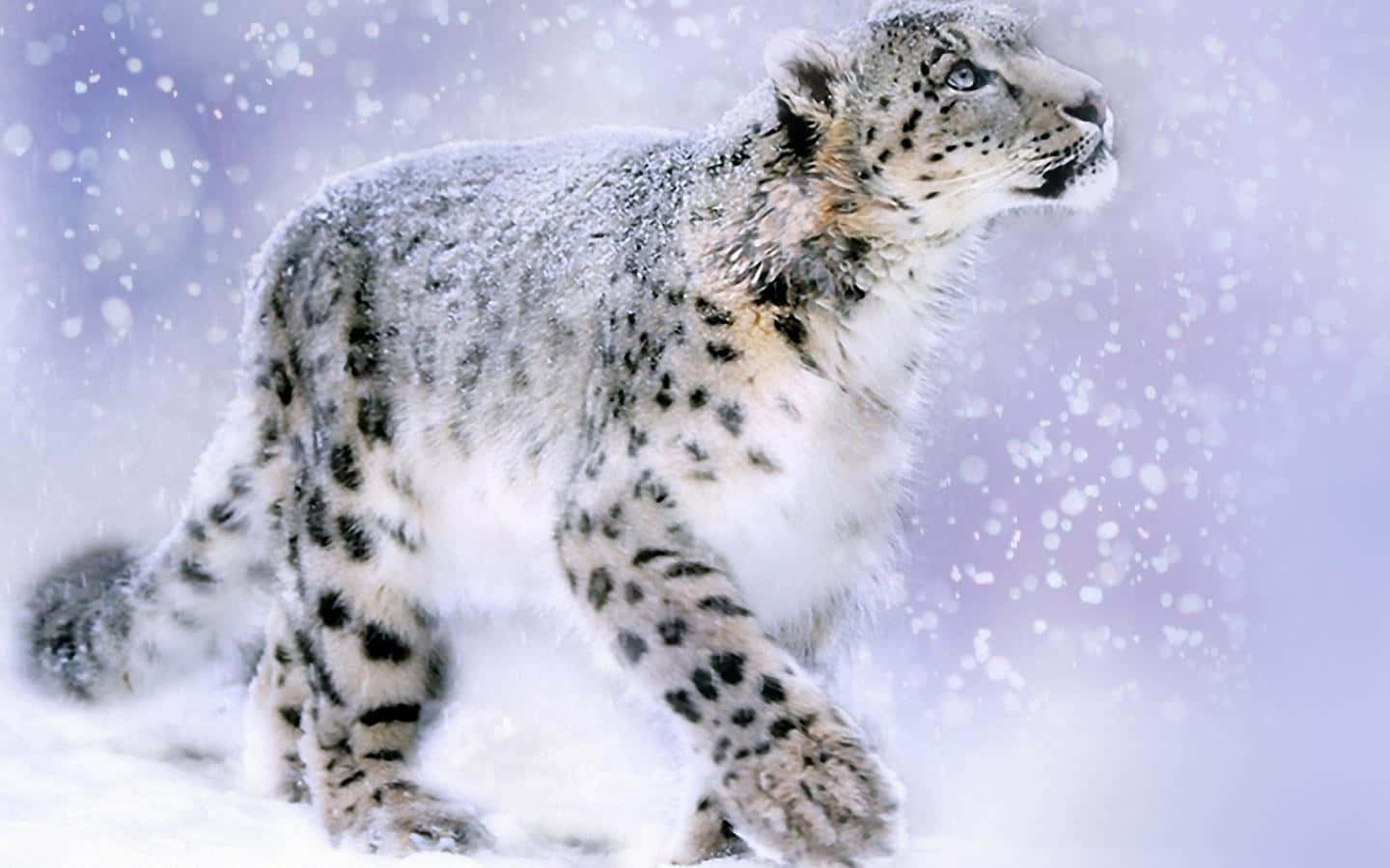 1440x900 Download Majestic Snow Leopard Sitting Gracefully Wallpaper