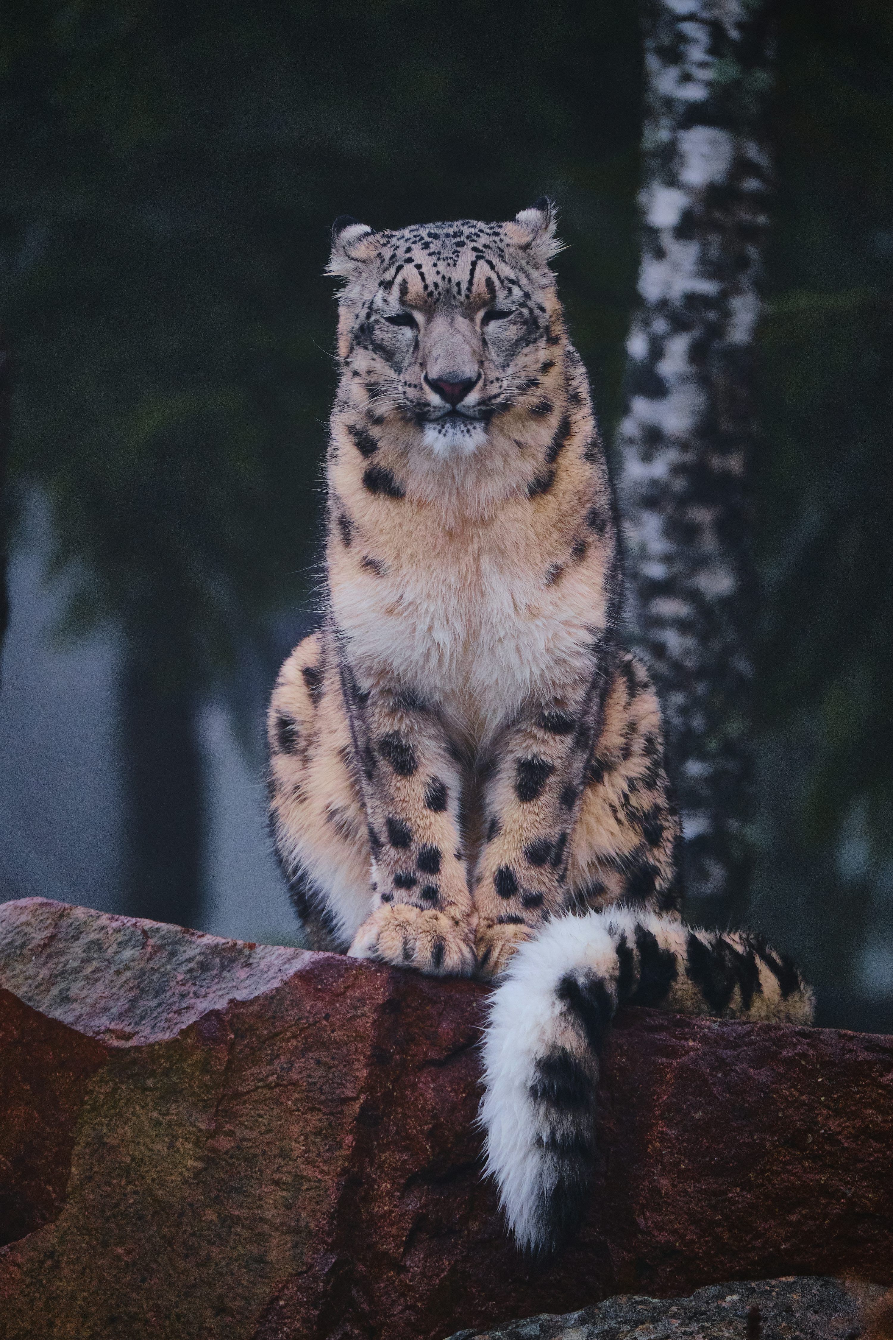 3000x4500 1K+ Snow Leopard Picture. Download Free Image