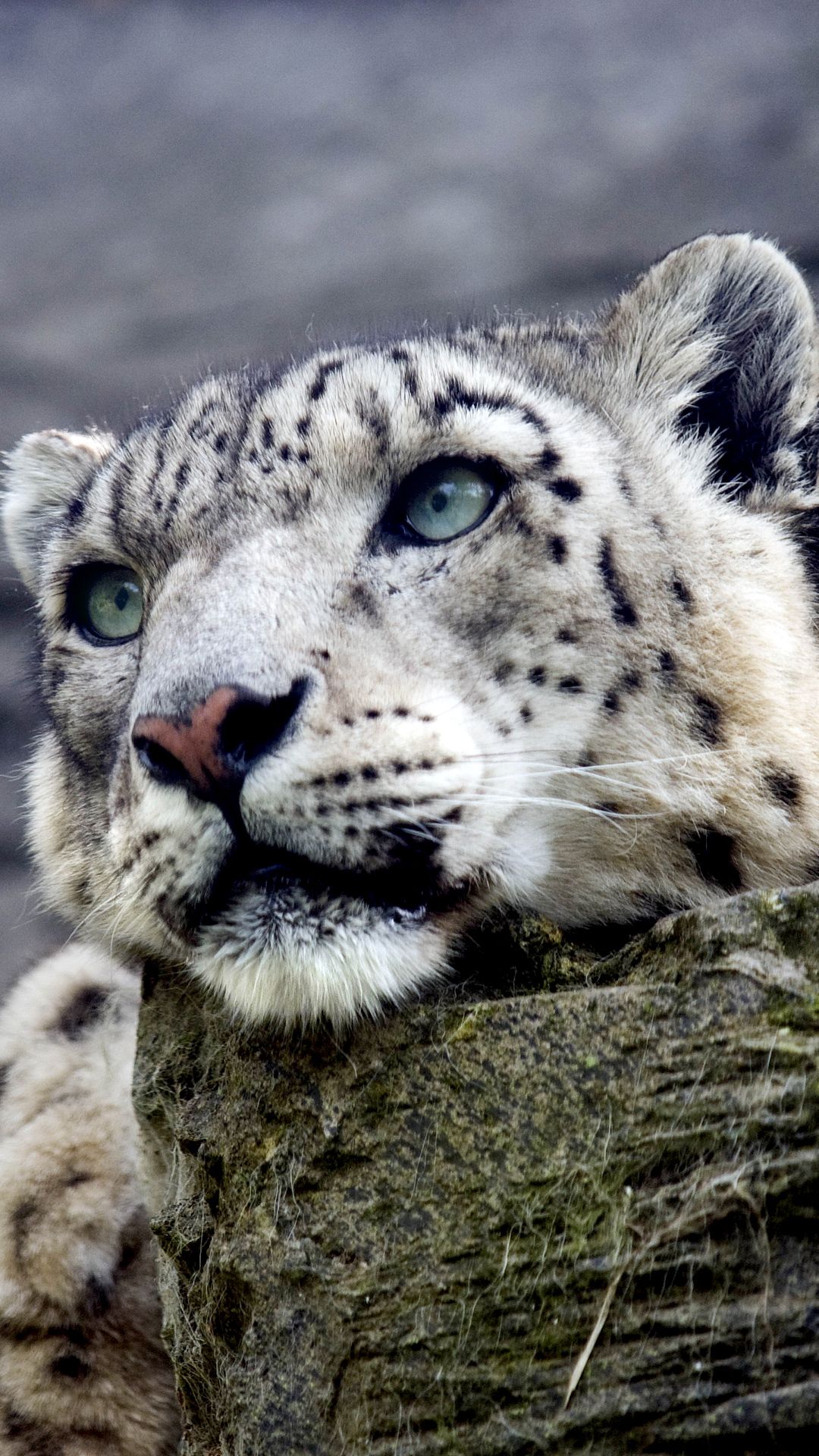 1080x1920 Snow Leopard iPhone 6S Plus Wallpaper​-Quality Free Image and Transparent PNG Clipart