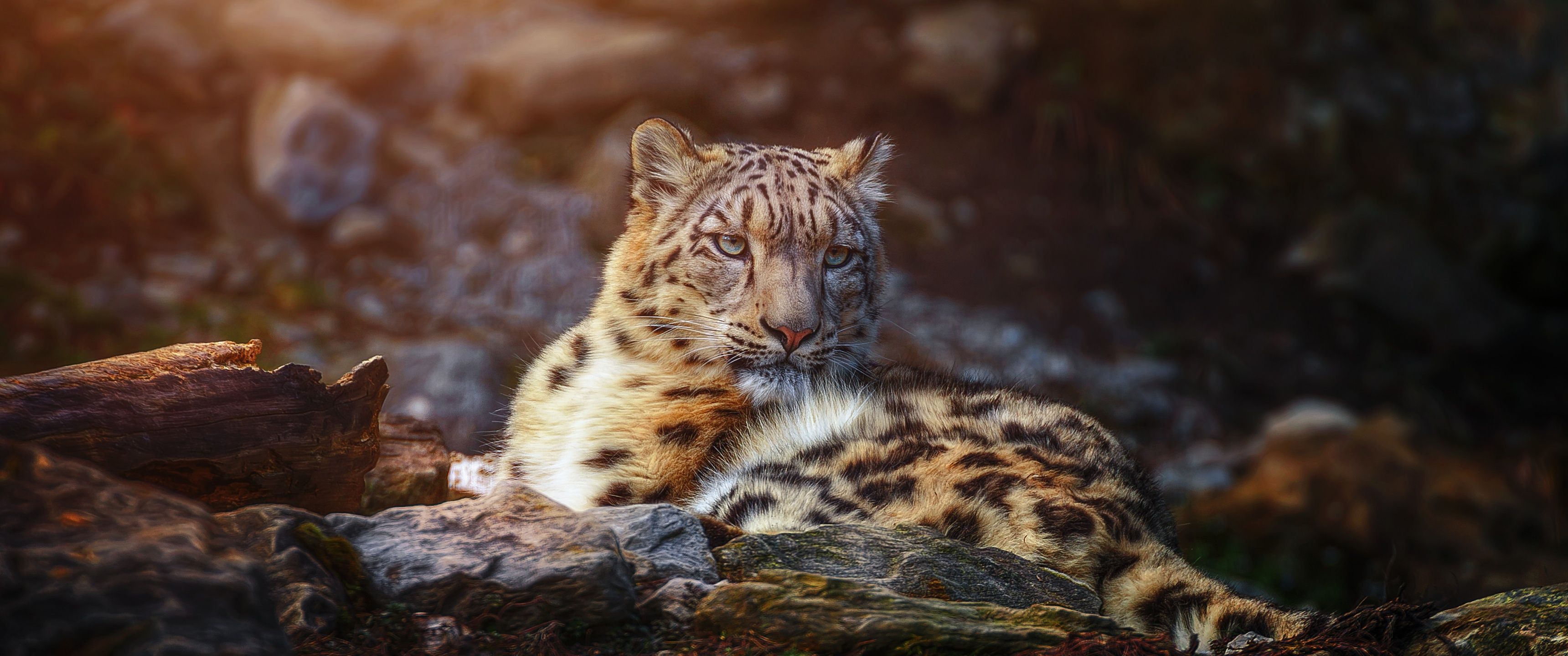 3440x1440 Snow leopard Wallpaper 4K, Wild animal, Big cat, Portrait