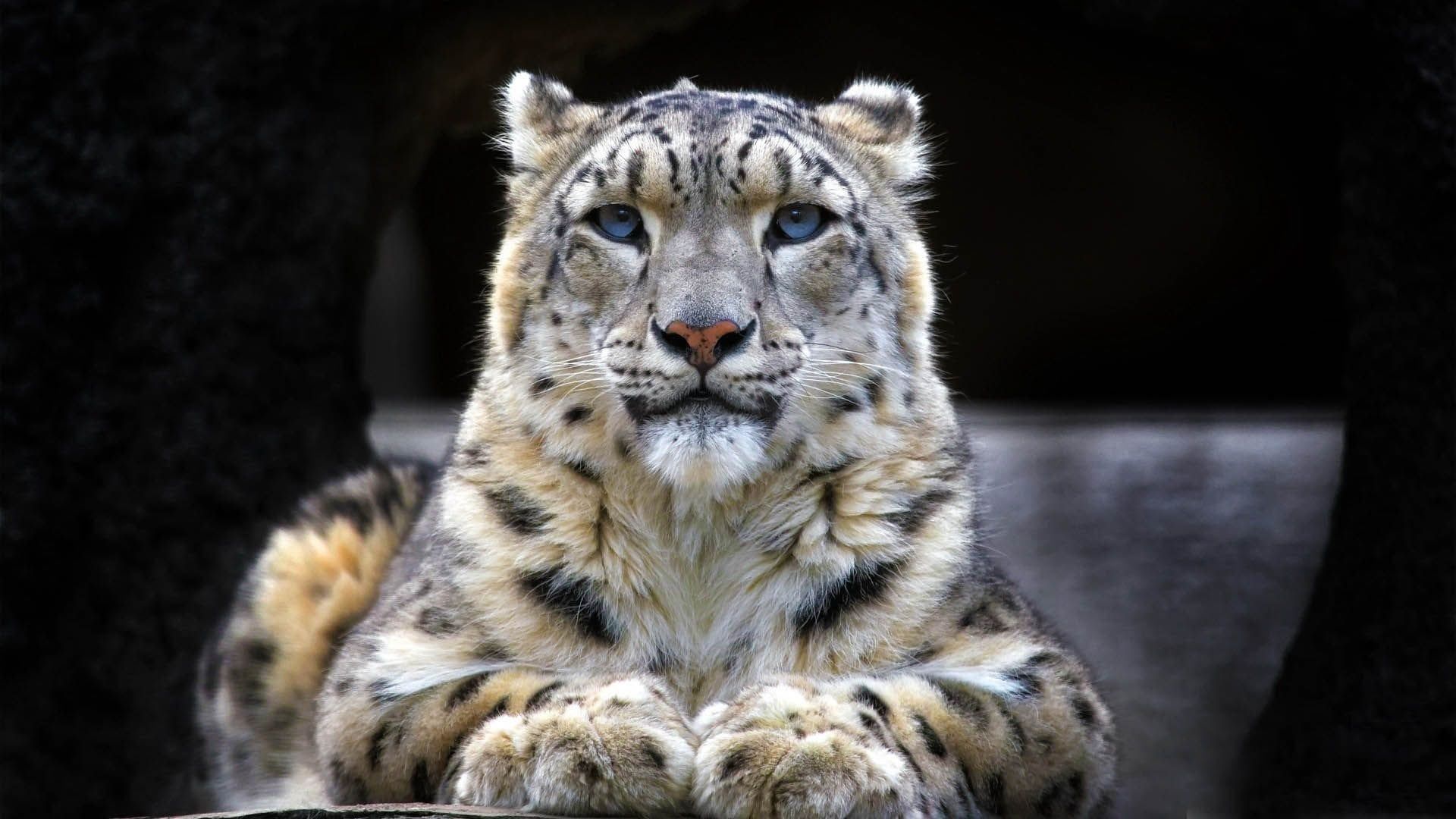 1920x1080 Snow Leopard [1920x1080]
