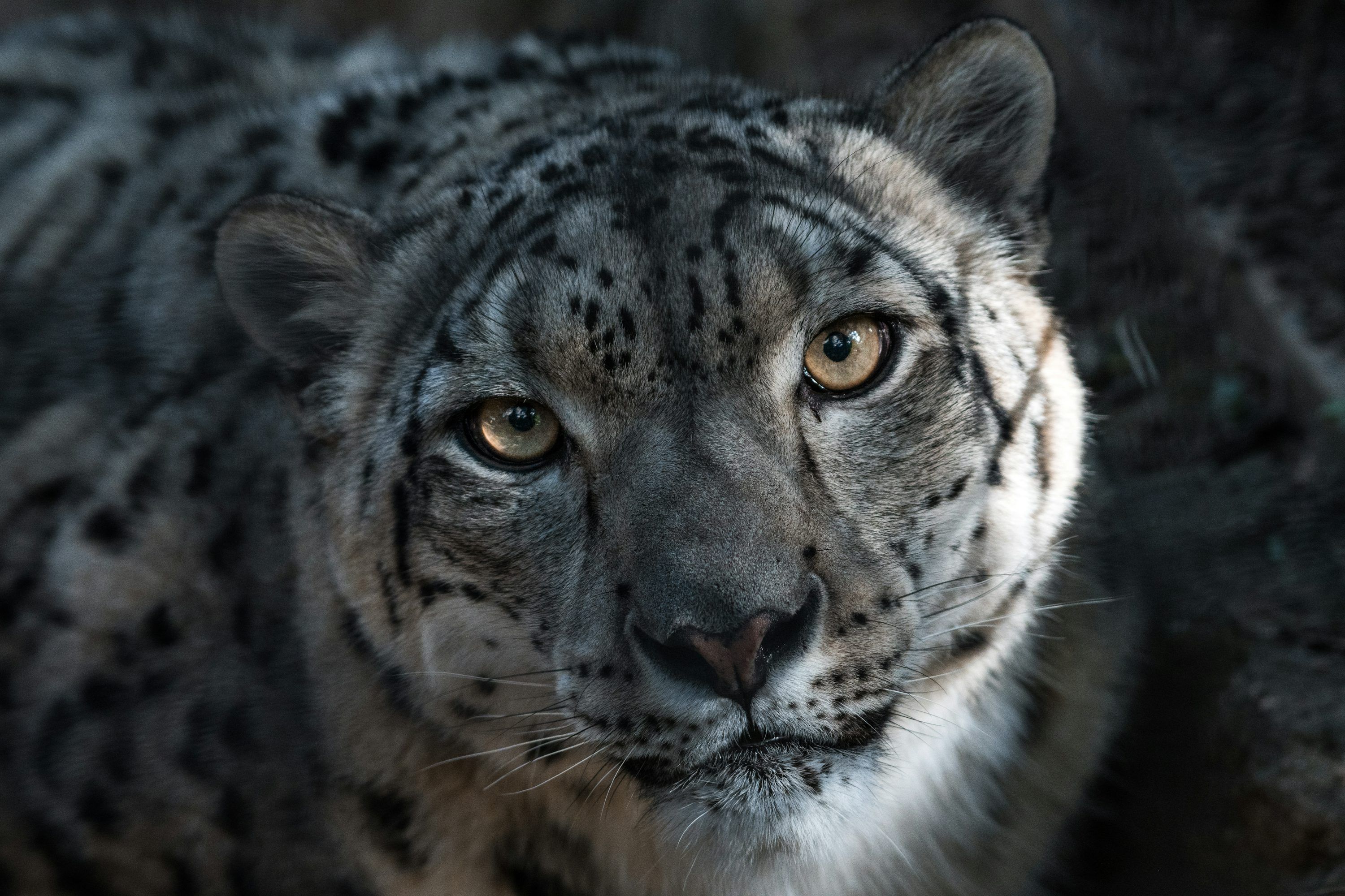 3000x2000 1K+ Snow Leopard Picture. Download Free Image