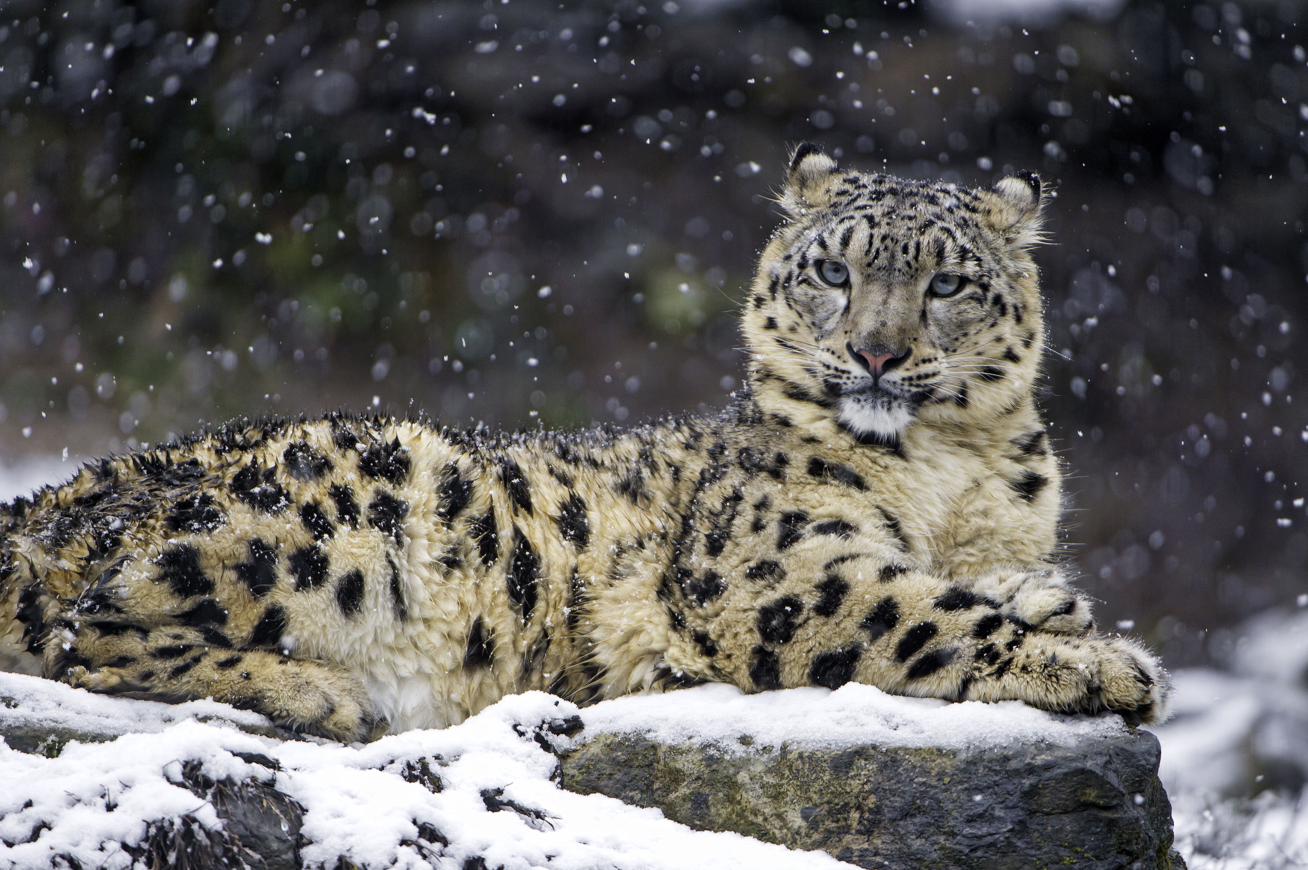 4437x2953 Snow leopard Wallpaper 4K, Winter, Big cat, Wildlife