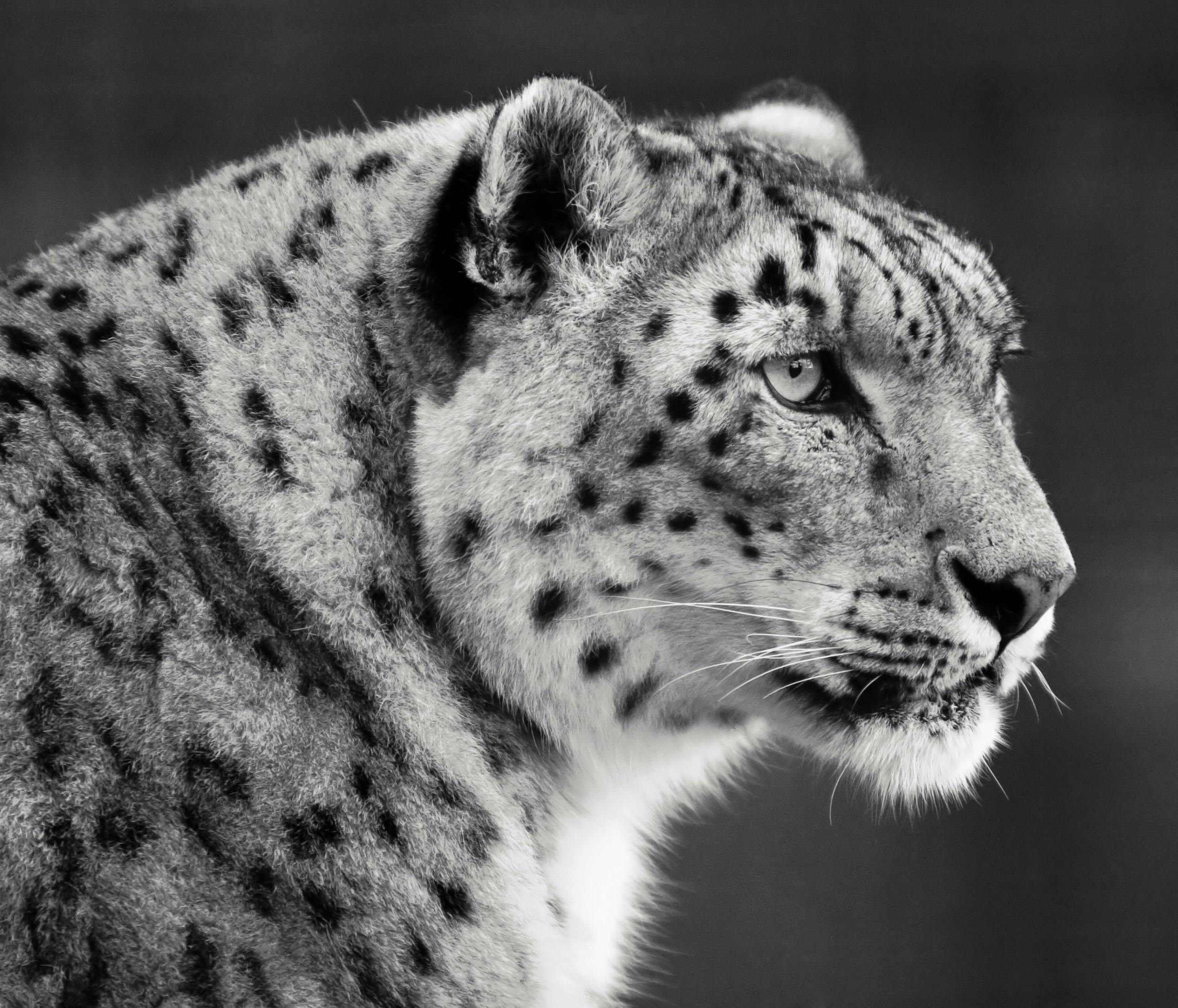 2500x2139 Black and White Snow Leopard Portrait · Free