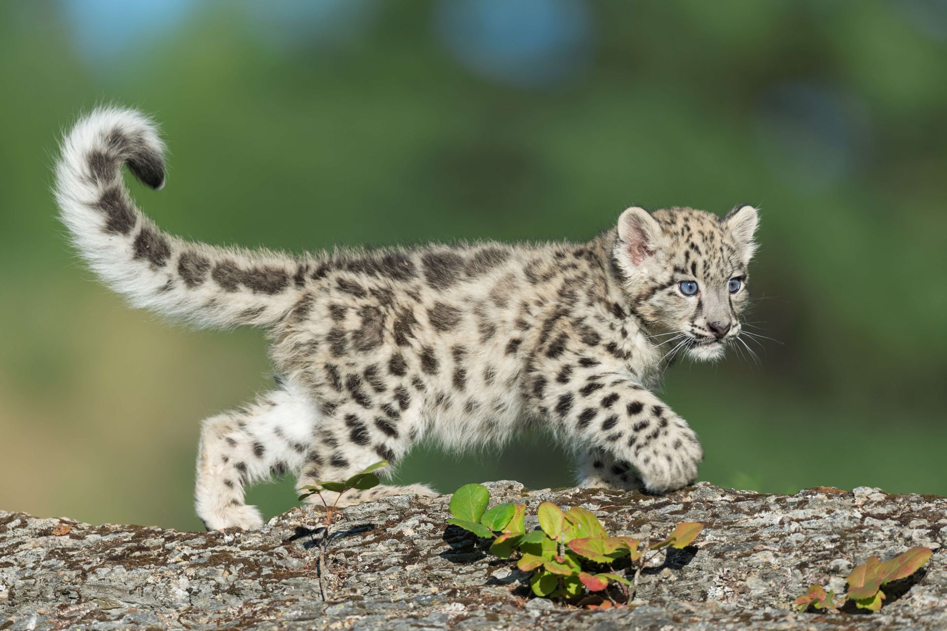 1920x1281 Snow leopard cub