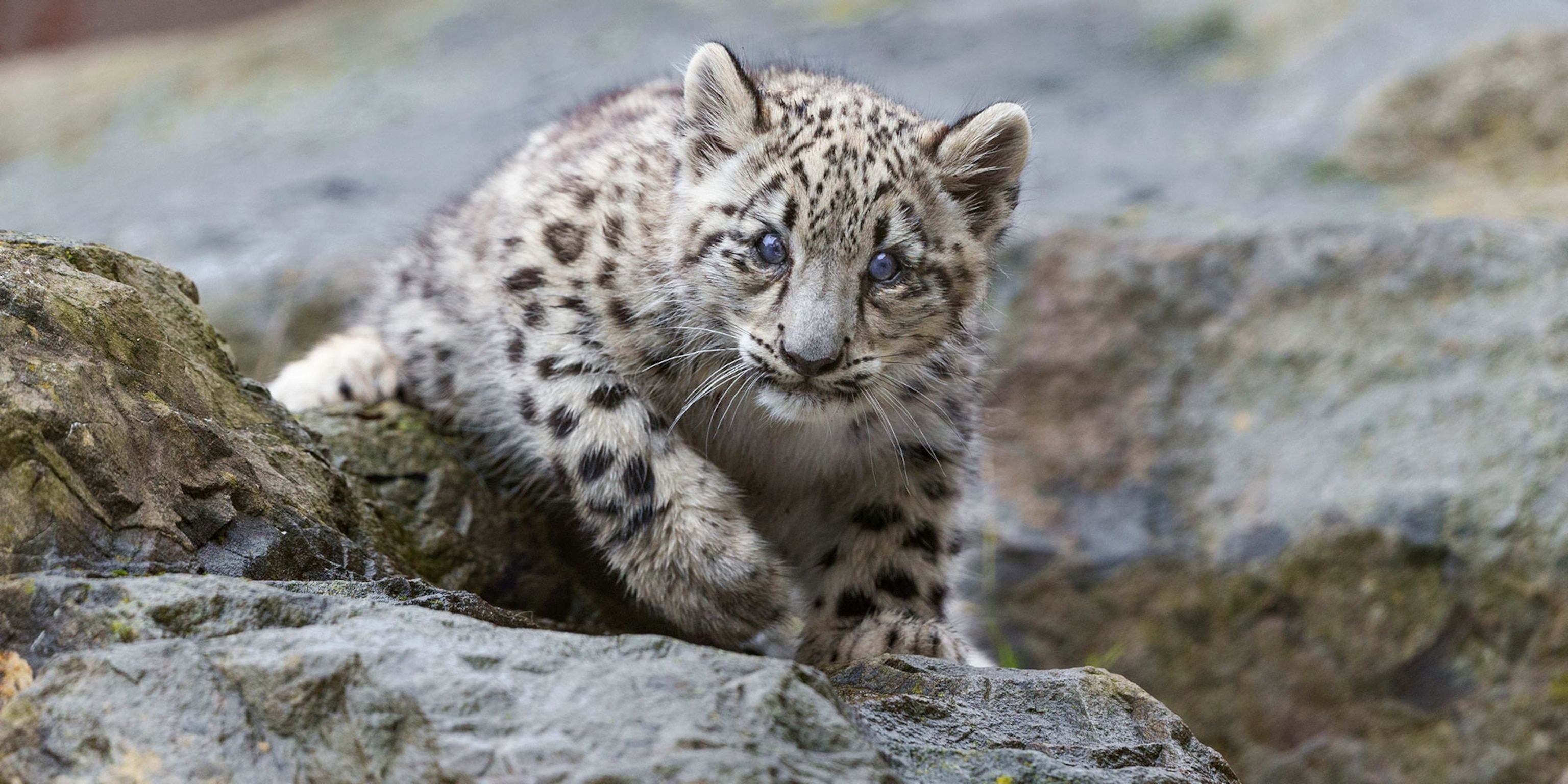 3072x1536 reasons why you'll leap for snow leopards. National Geographic Kids