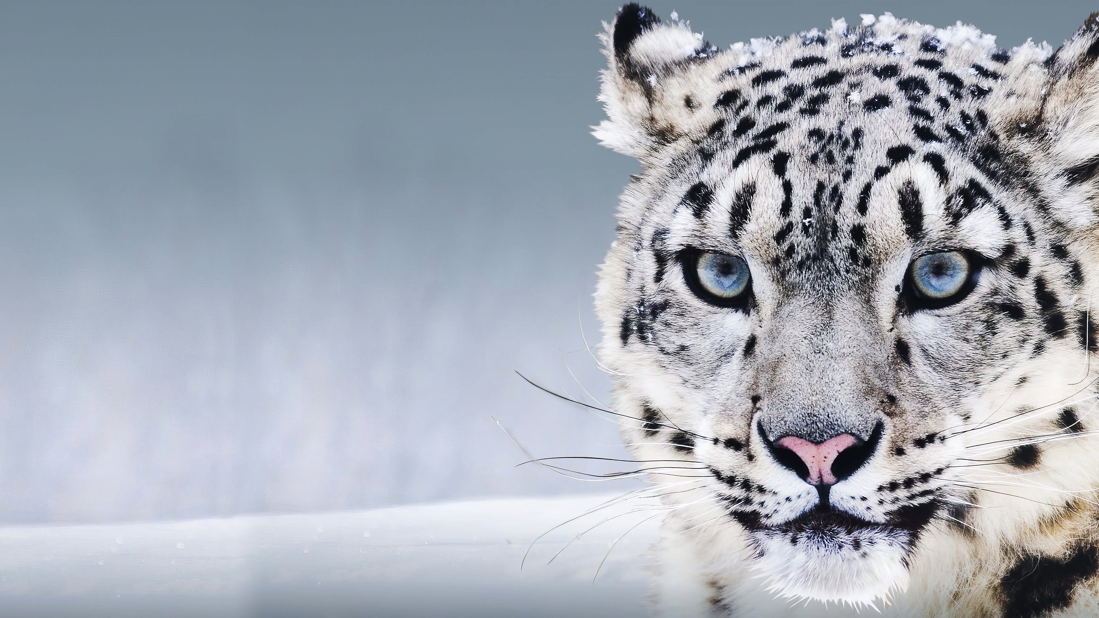 3840x2160 White leopard in the snow Wallpaper 4k for Desktop