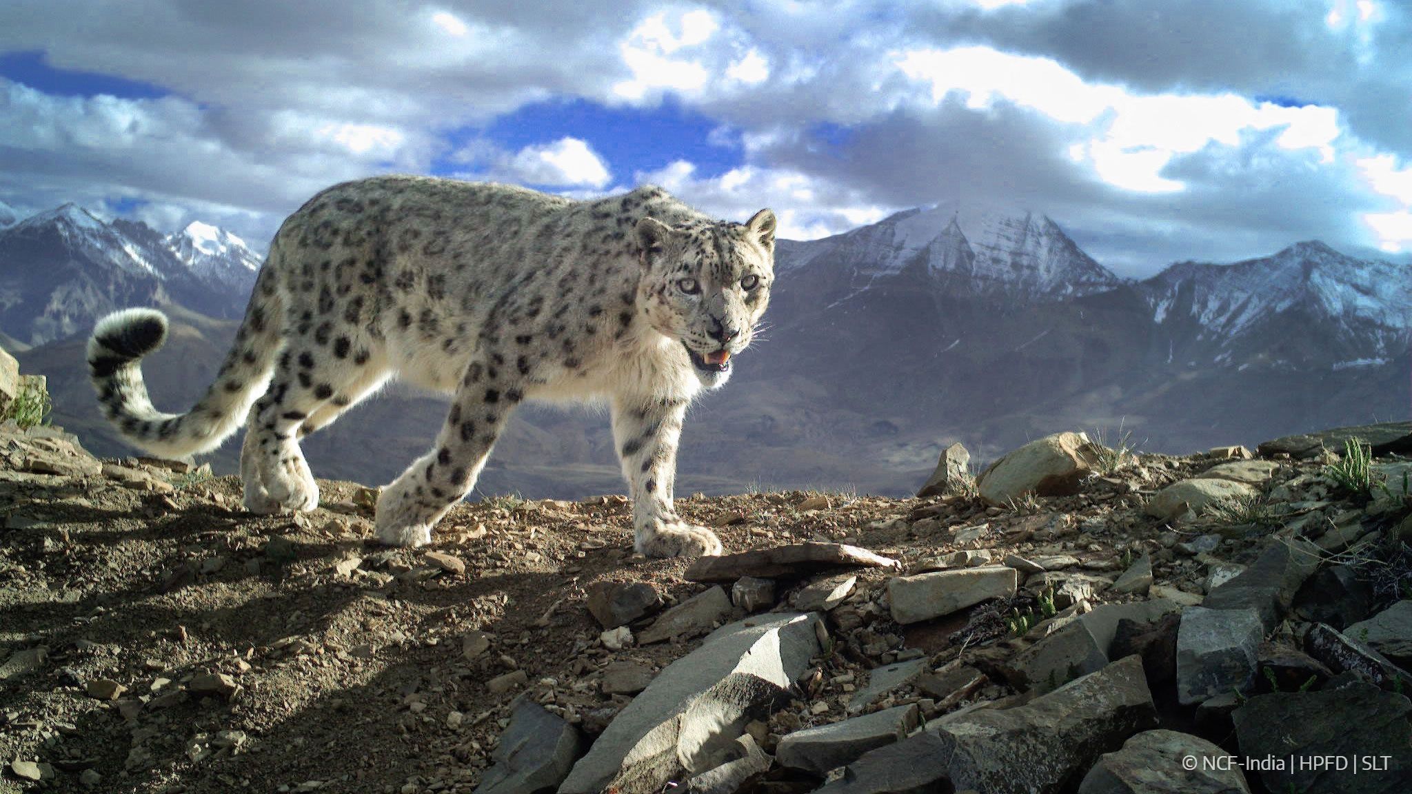 2048x1152 Snow Leopard Facts Leopard Trust