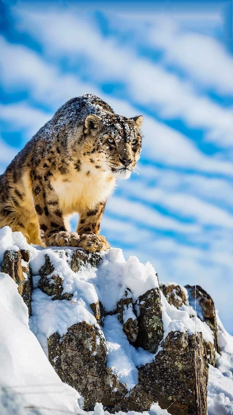 800x1422 Leopard, snow, HD phone wallpaper