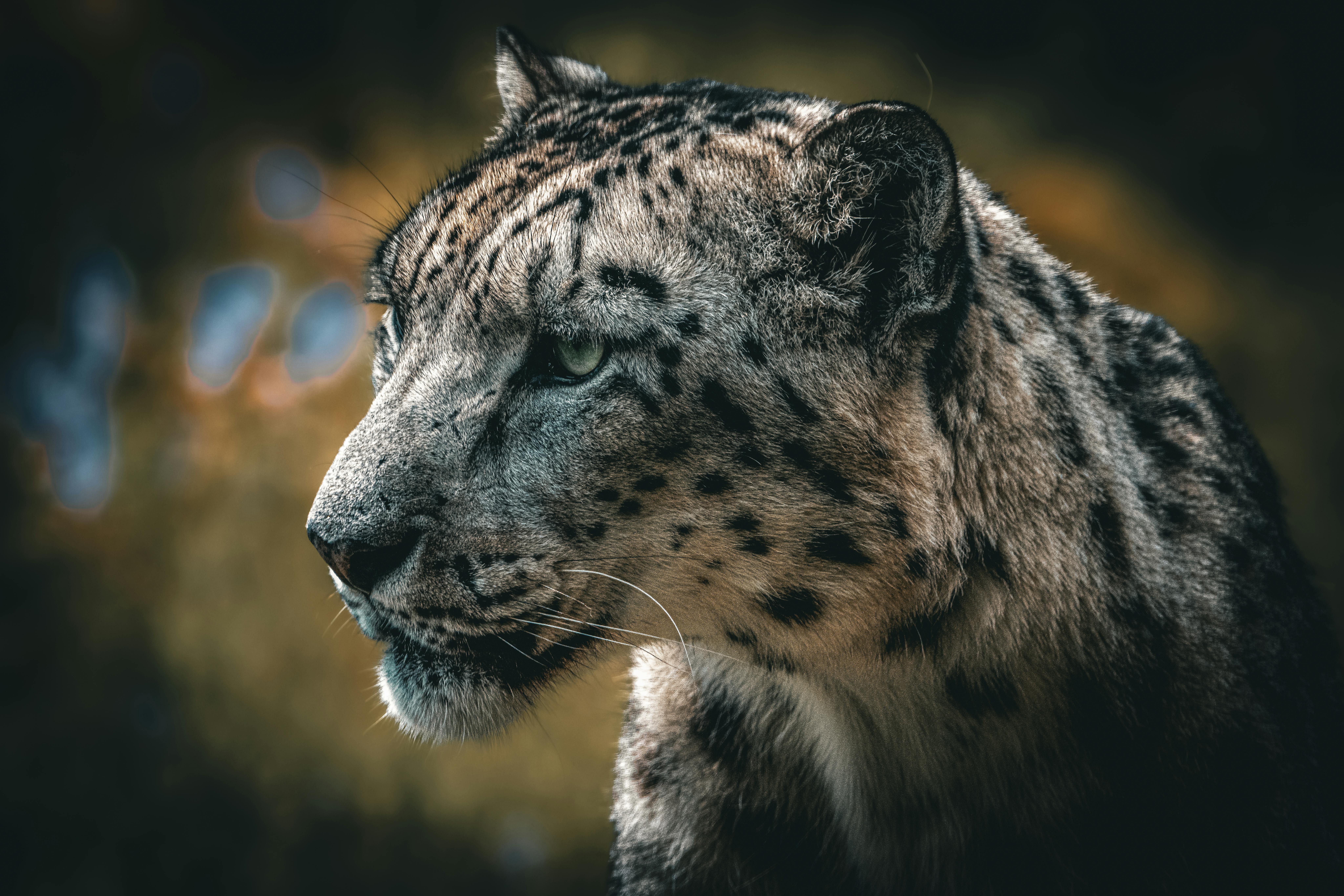 8192x5461 Majestic Snow Leopard Portrait in Natural Habitat · Free