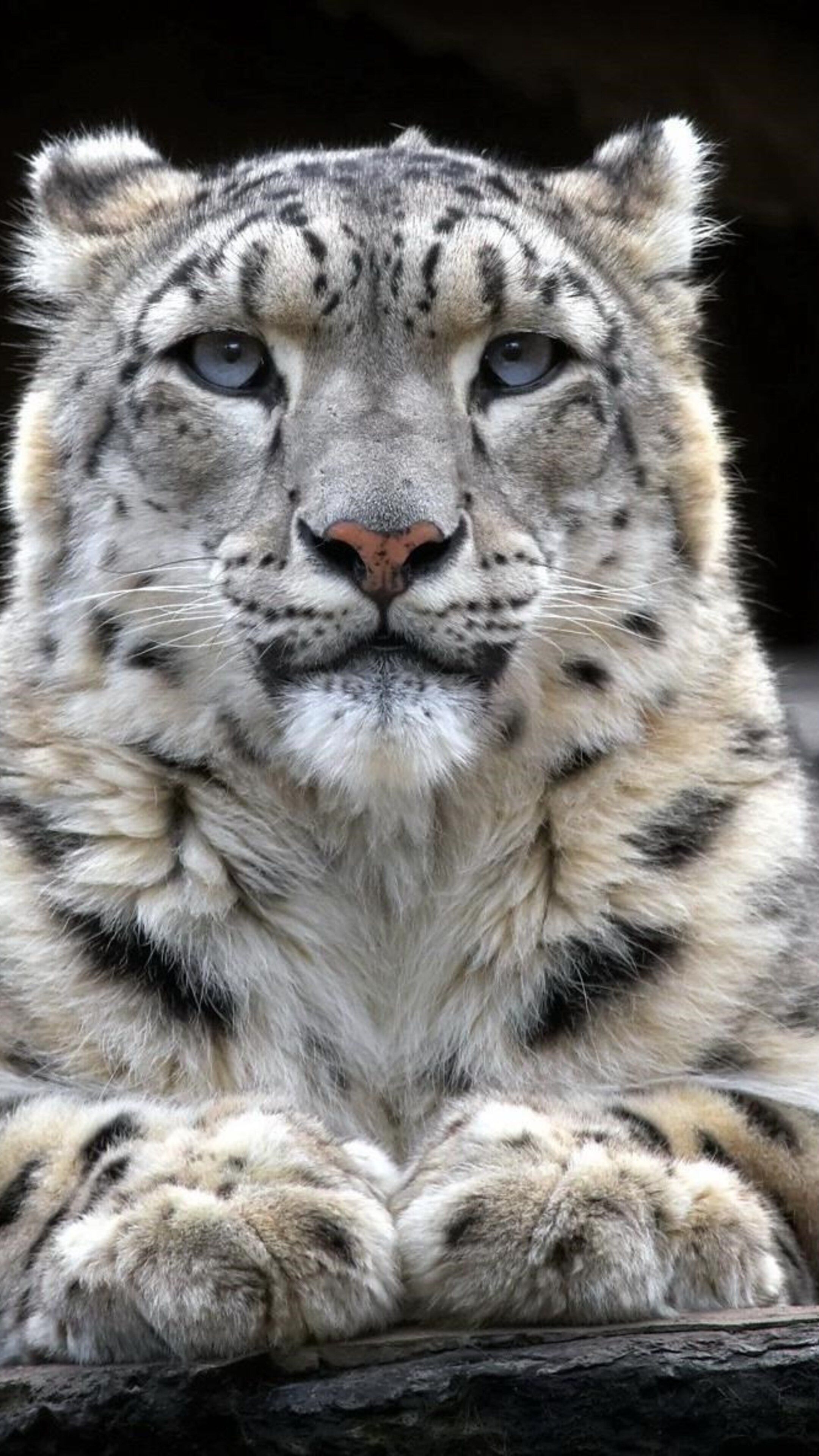 2160x3840 Snow Leopard Wallpaper