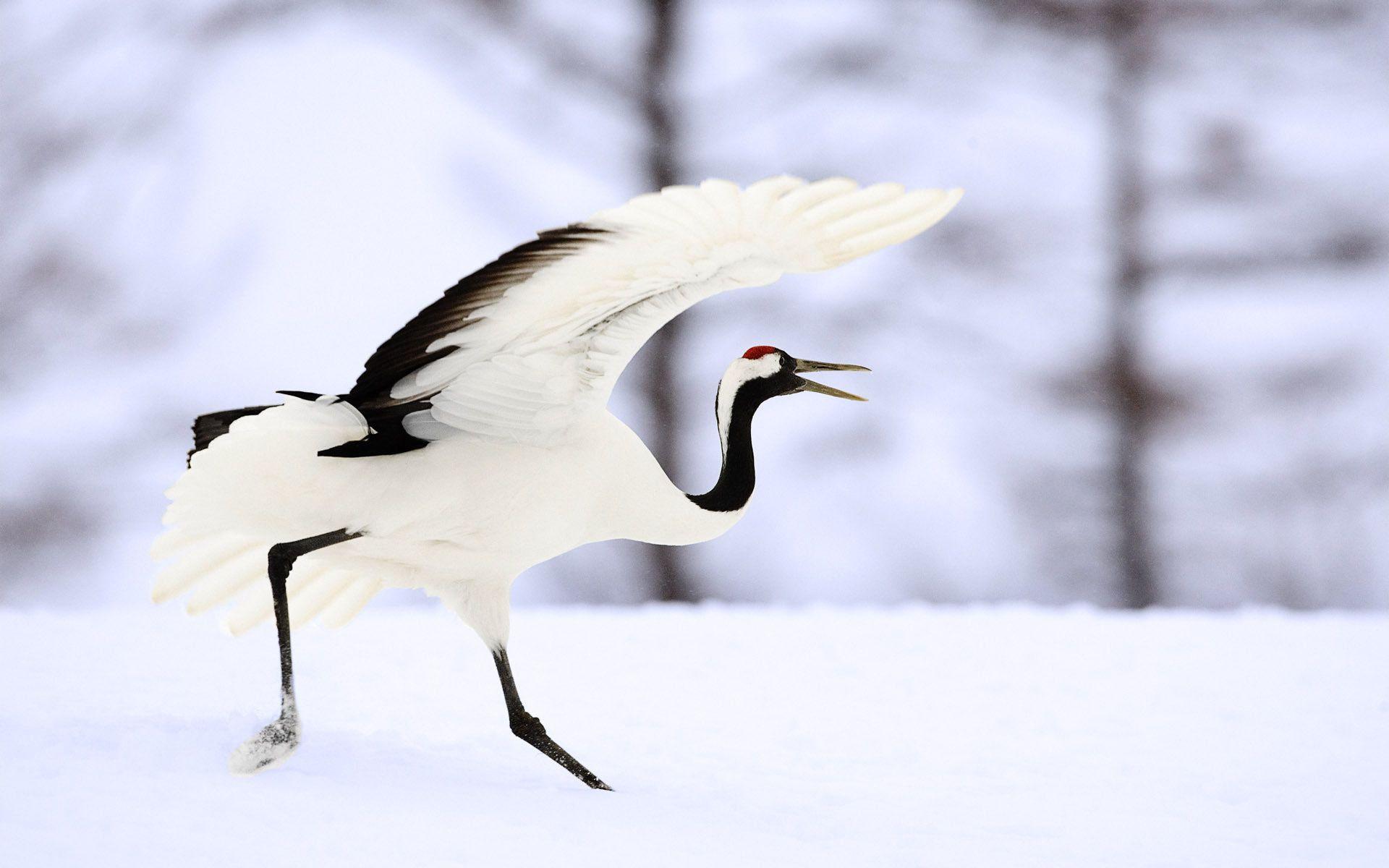 Japanese Crane Wallpapers - Top Free Japanese Crane Backgrounds