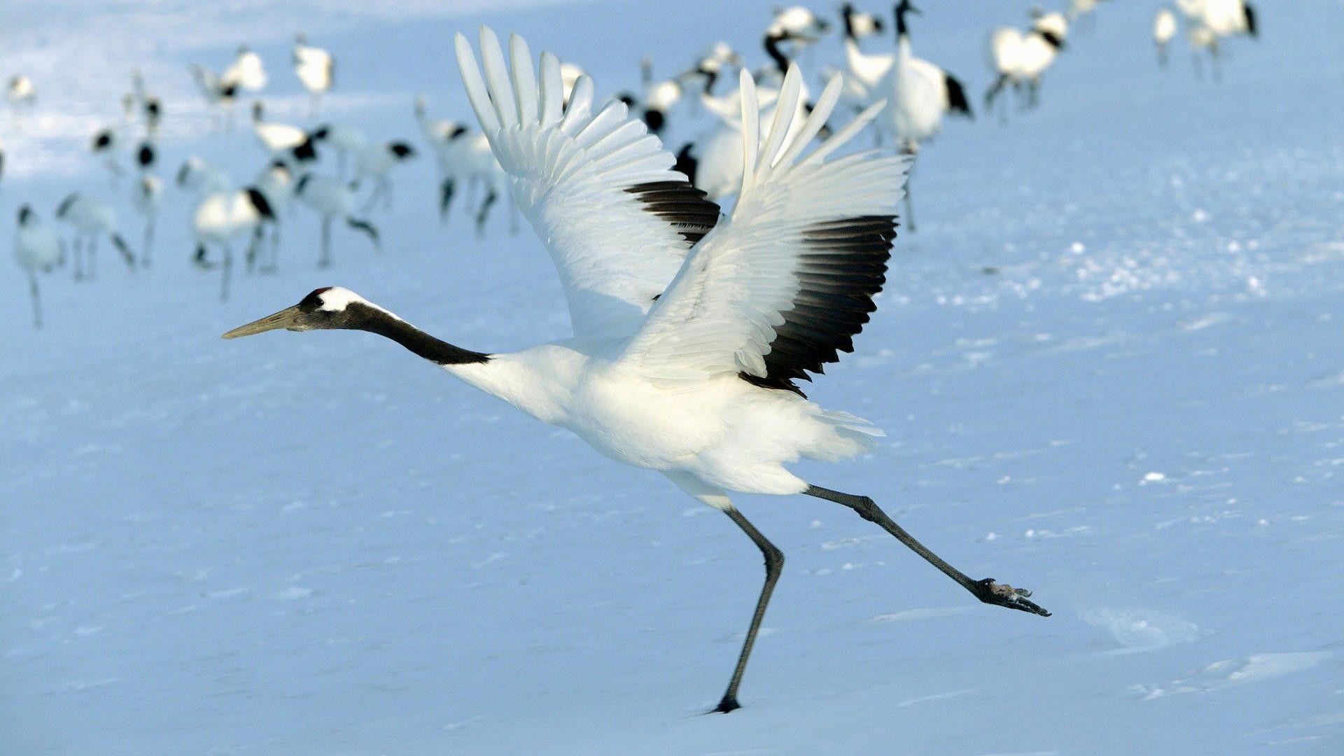 Japanese Crane Wallpapers - Top Free Japanese Crane Backgrounds