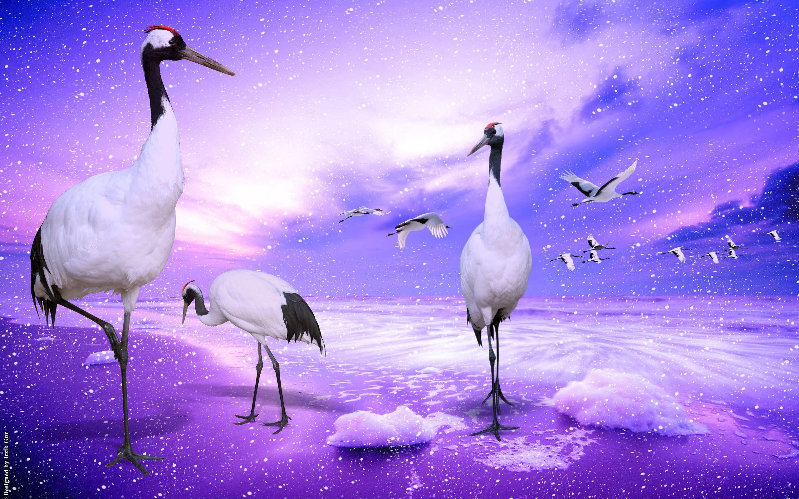 Japanese Crane Birds Wallpapers - Top Free Japanese Crane Birds